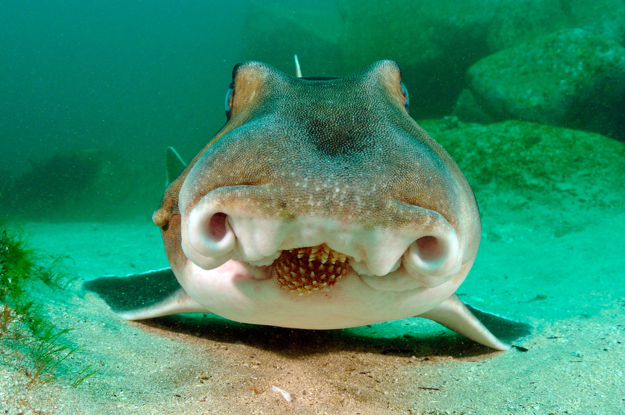 Port Jackson Sharks are ancient creatures from a group older than the dinosaurs. Their strange teeth are for crushing shellfish and sea urchins