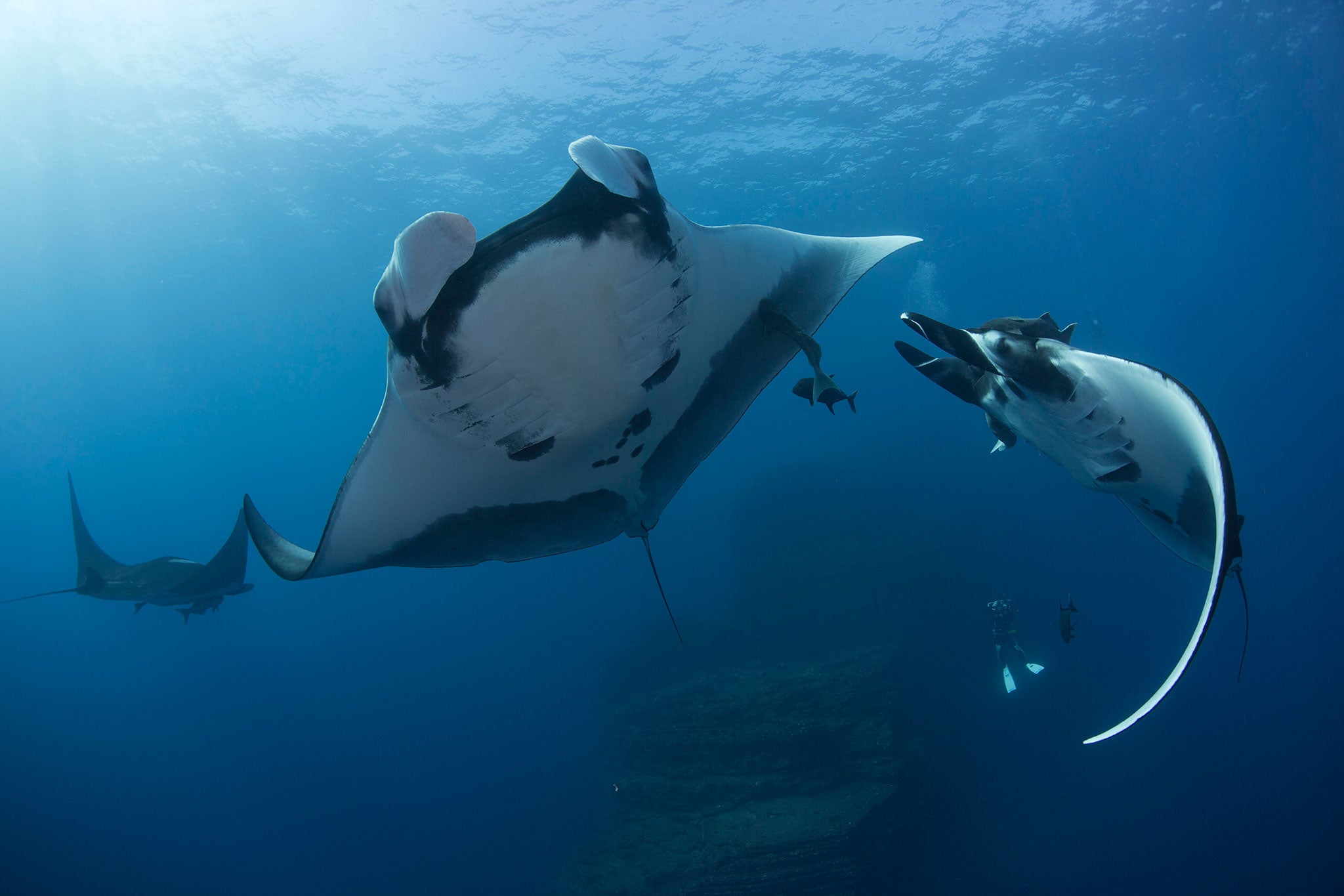 Giant Manta Rays can be up to 7 metres across and travel the oceans feeding on plankton