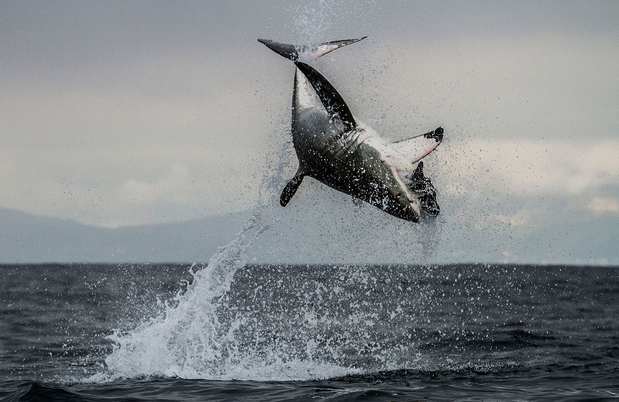 A one tonne Great White Shark jumps out of the sea in South Africa at 20mph to catch a fur seal