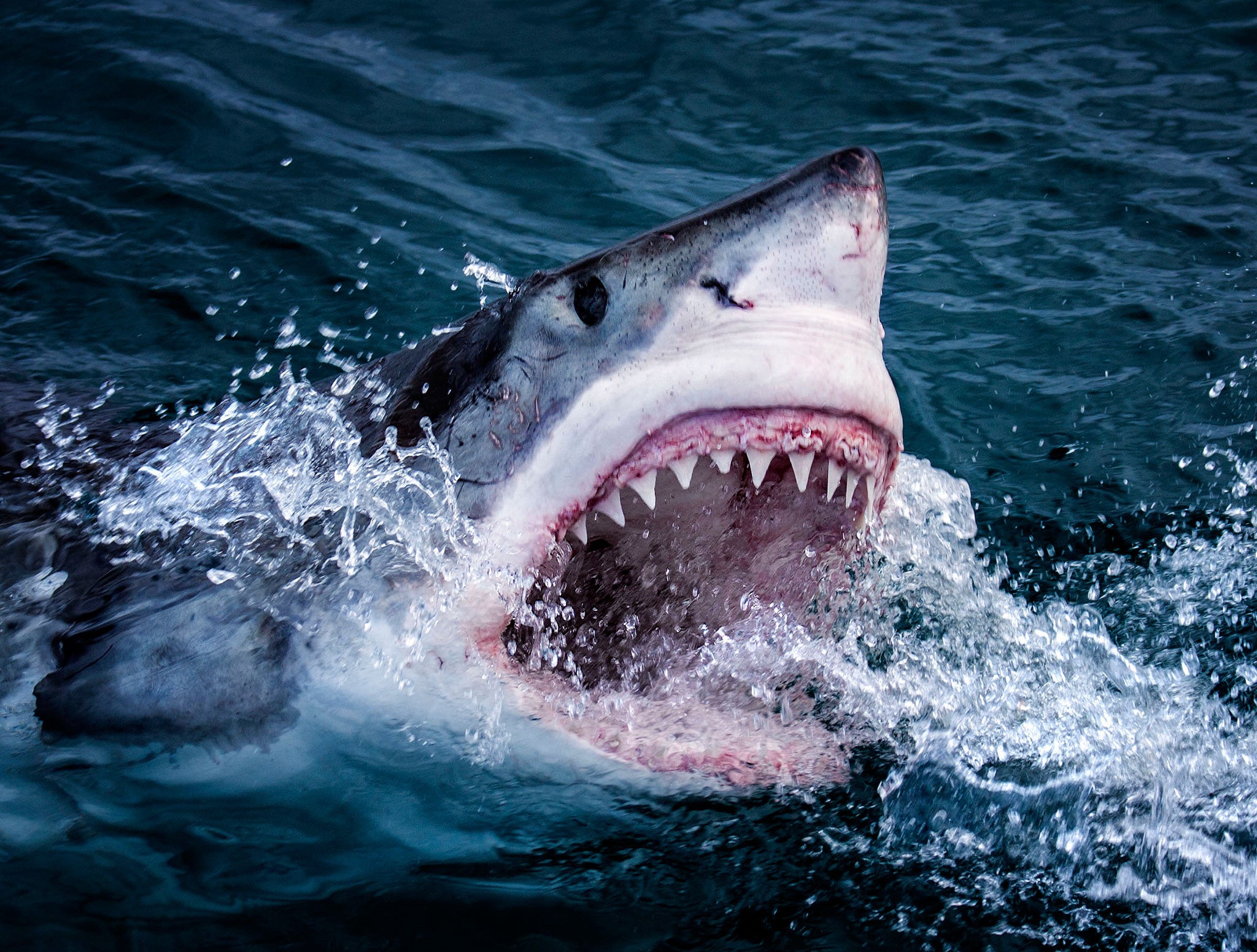 Great White Sharks in South Africa feed on fur seals and have evolved extraordinary abilities to find their prey