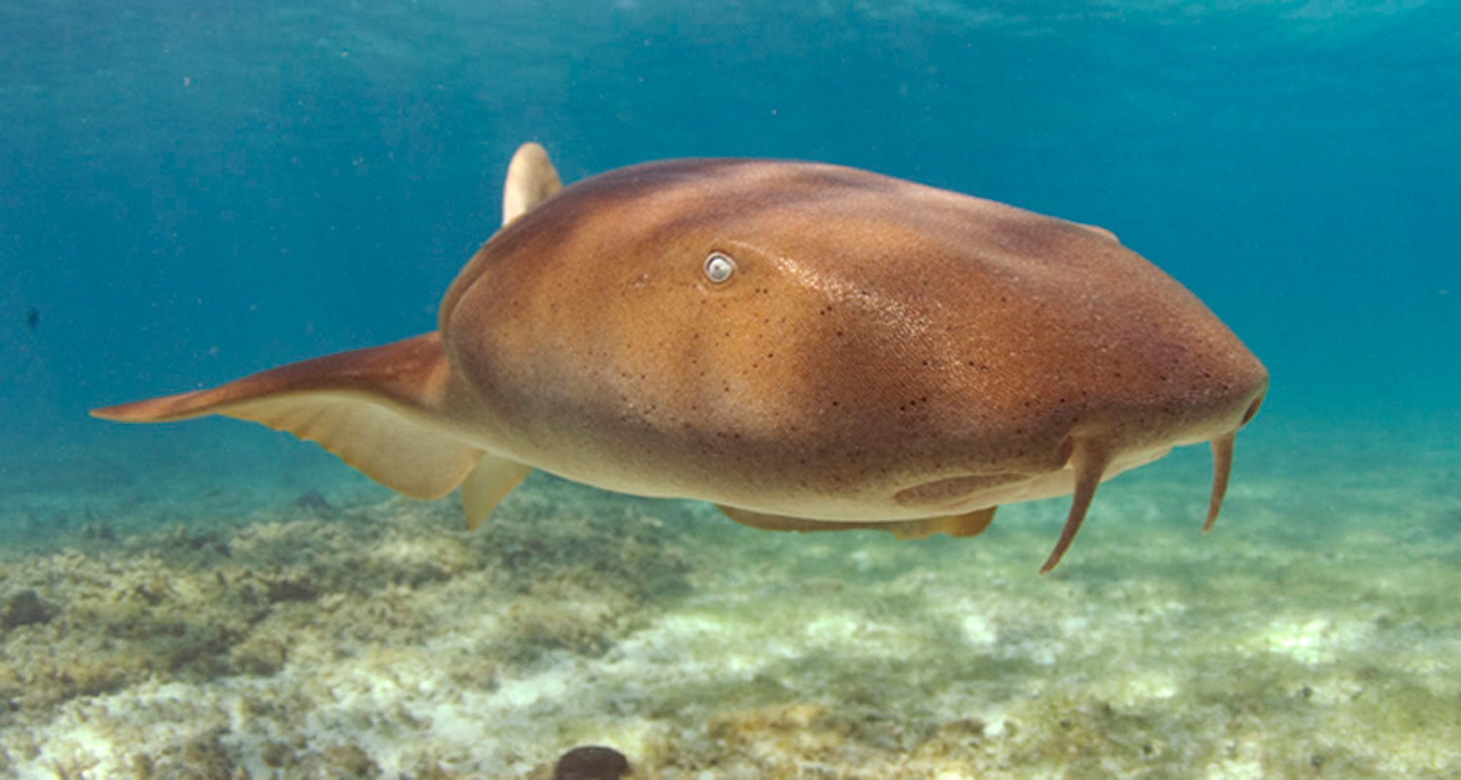 The Nurse Shark has a mouth like a vacuum cleaner and can feed by sucking a conch straight out of its shell