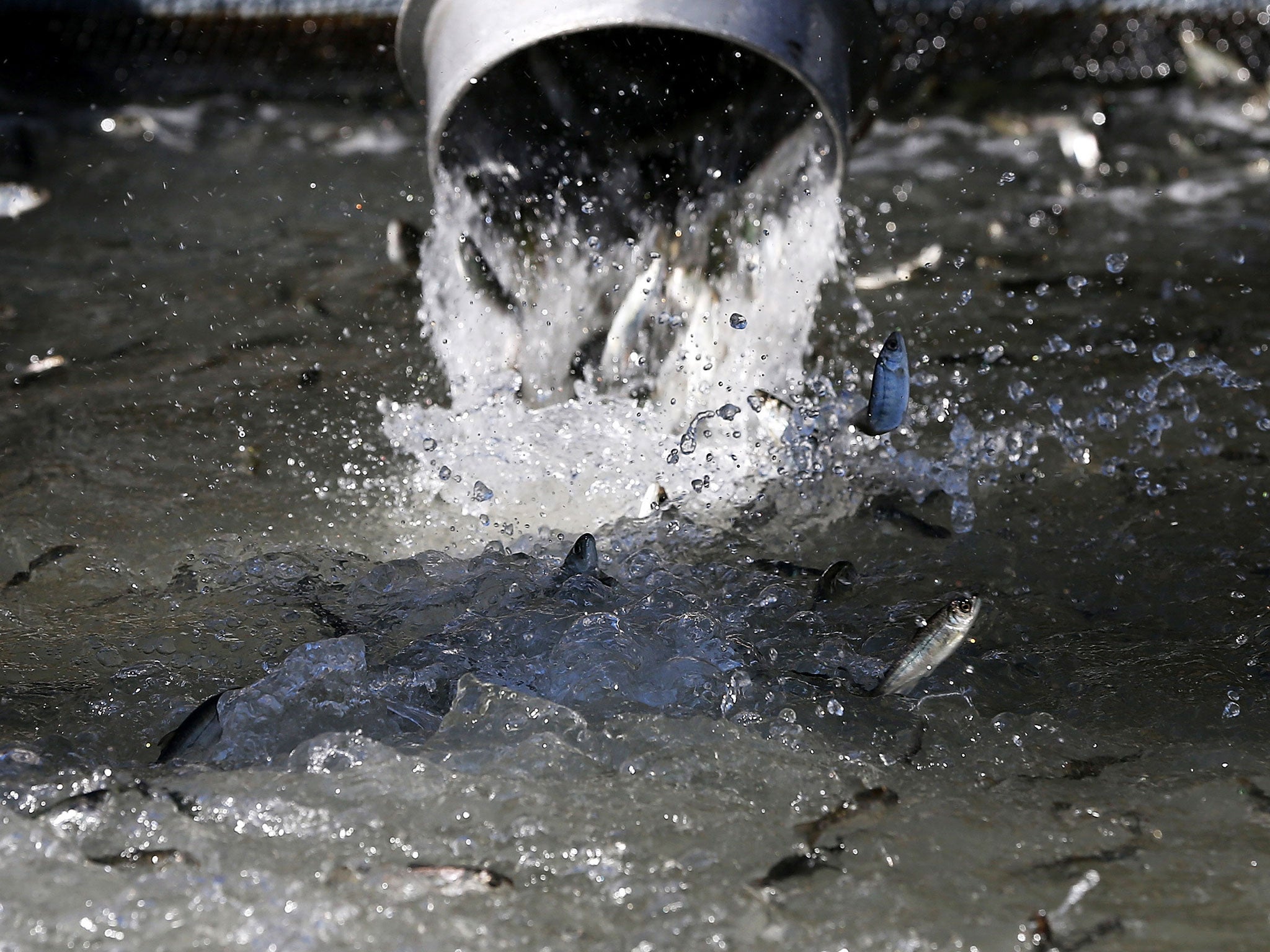 Salmon being released into the San Francisco Bay