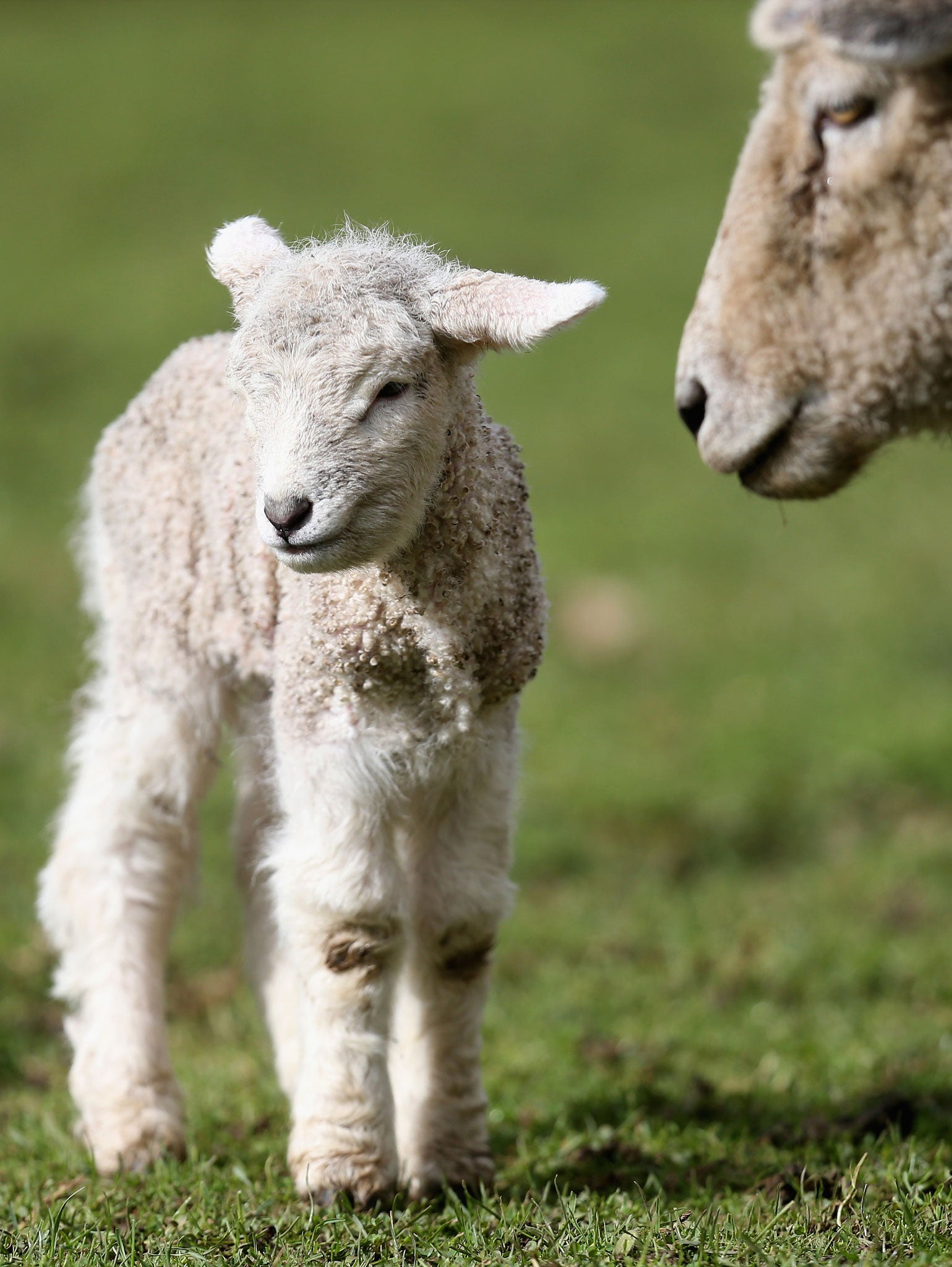 'And full-grown lambs loud bleat from hilly bourn' by John Keats