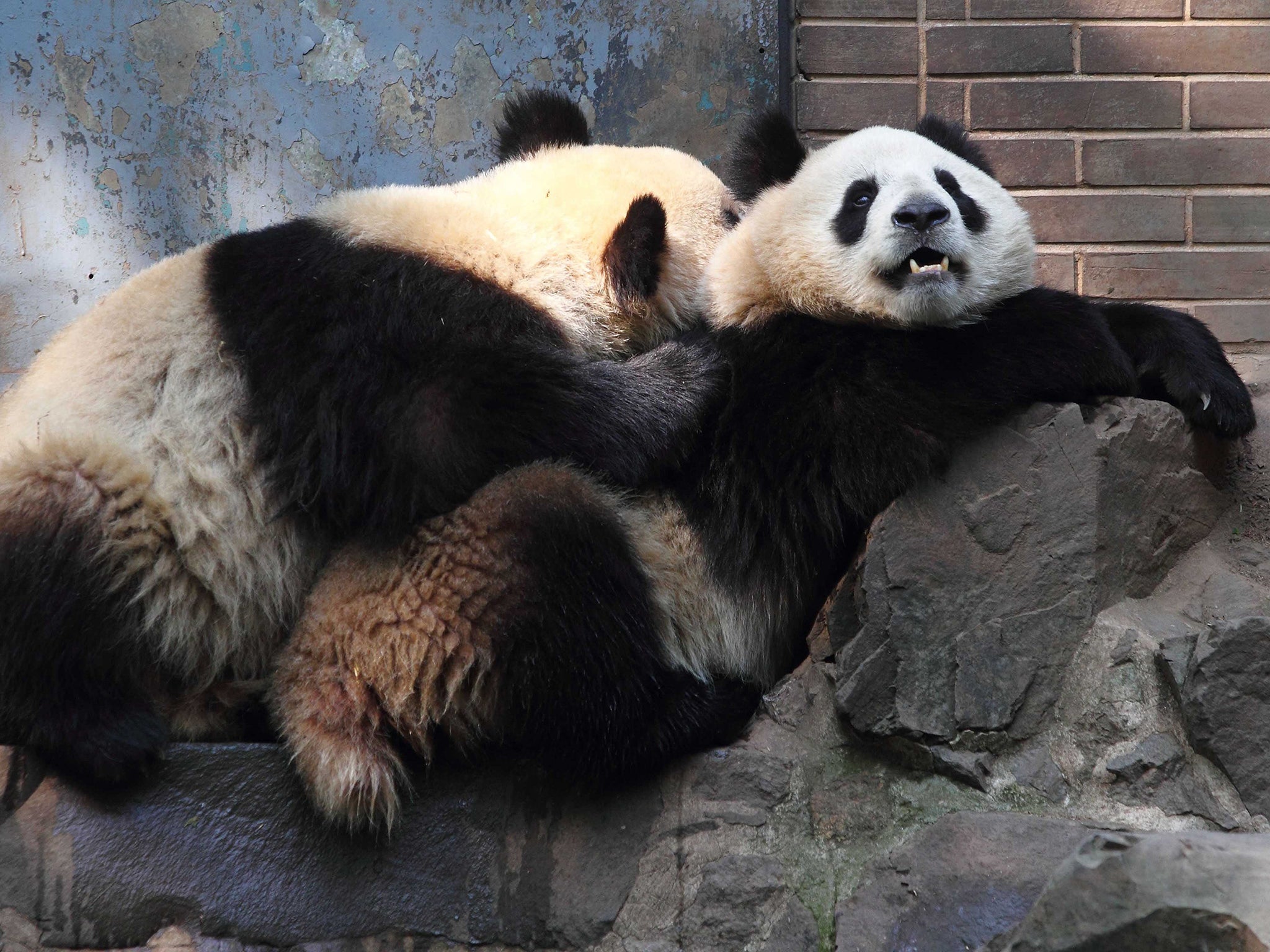 Bear necessities: artist Mary Ramsden has tried to recreate the smell of panda sex