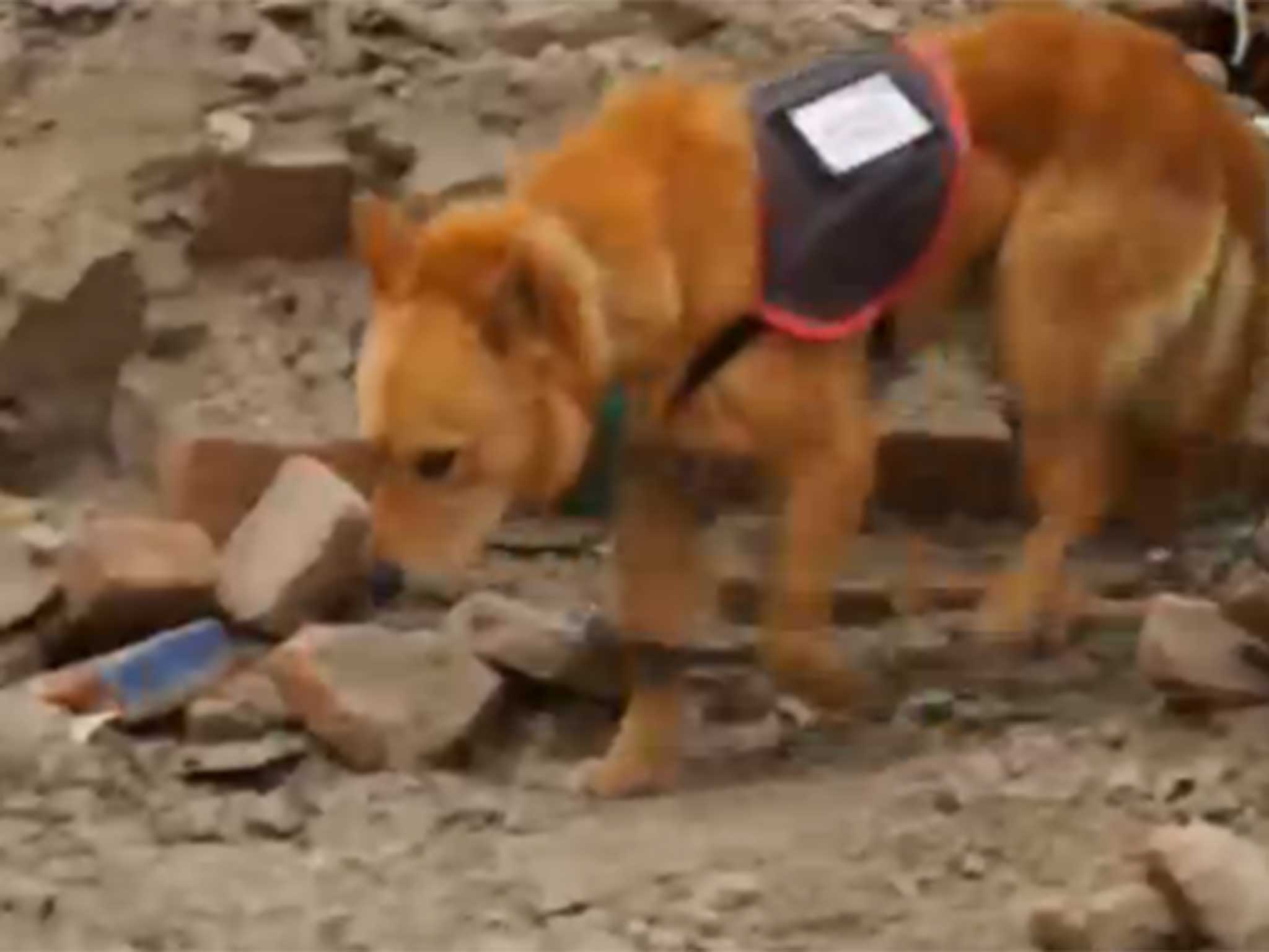 Yumenosuke in action in Nepal