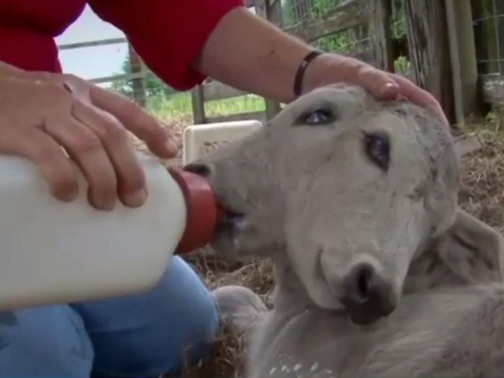 A Florida cow gave birth to a two-headed calf, named Annabel, on Sunday