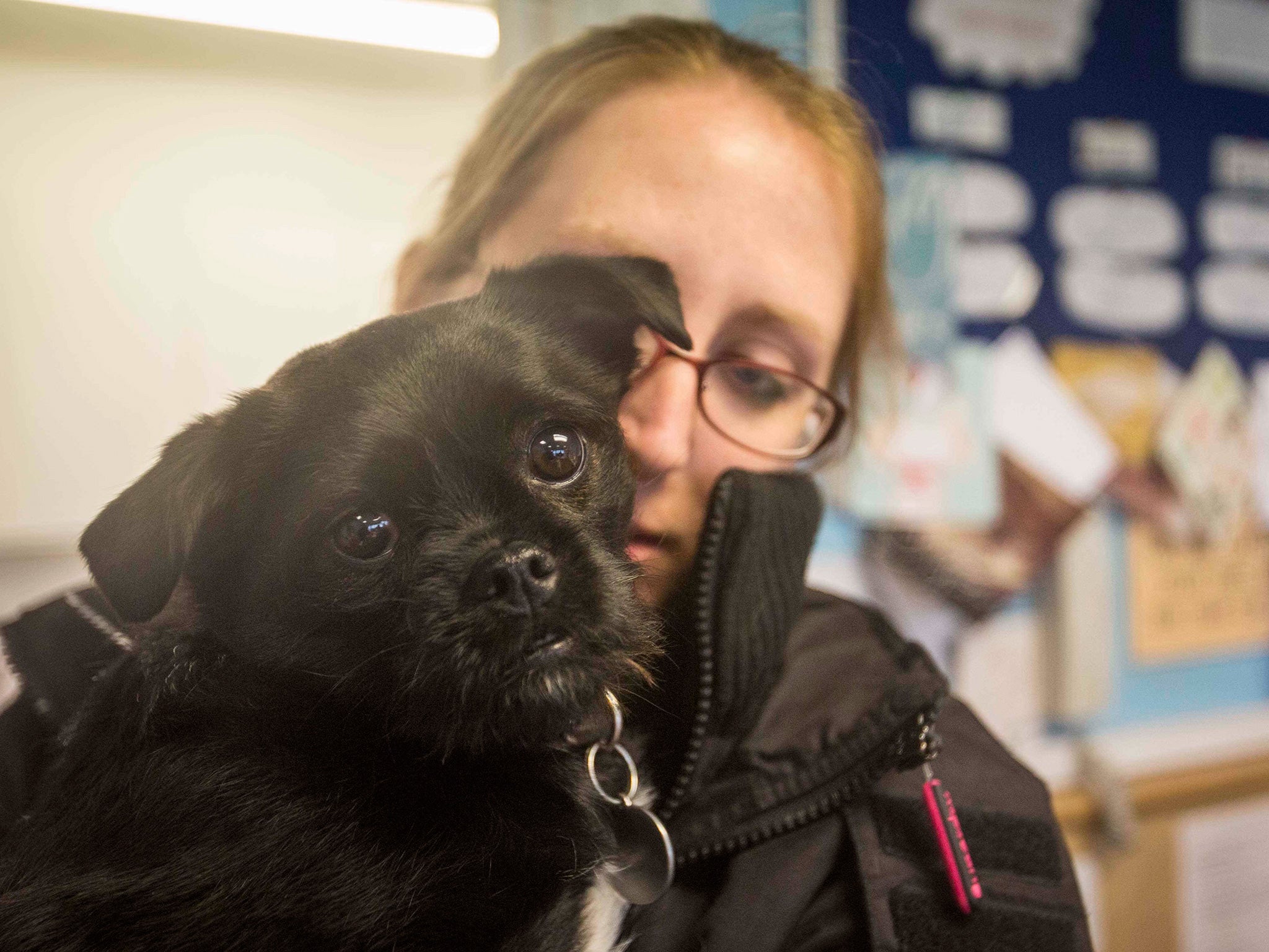 Kim with her dog Tilly, the first to have the DNA swab and a microchip fitted