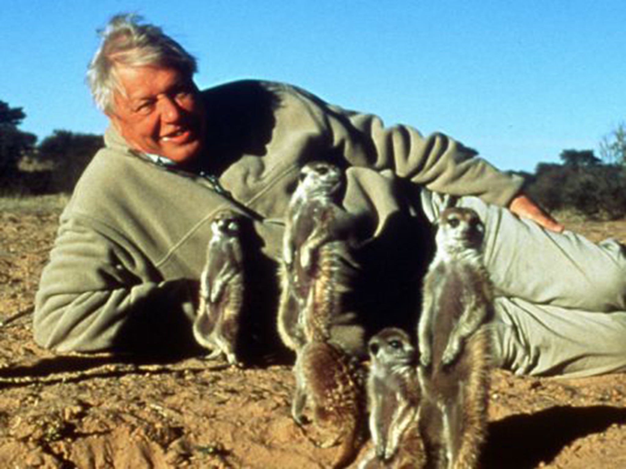 Meerkats join David Attenborough for the BBC’s ‘The Life of Mammals’