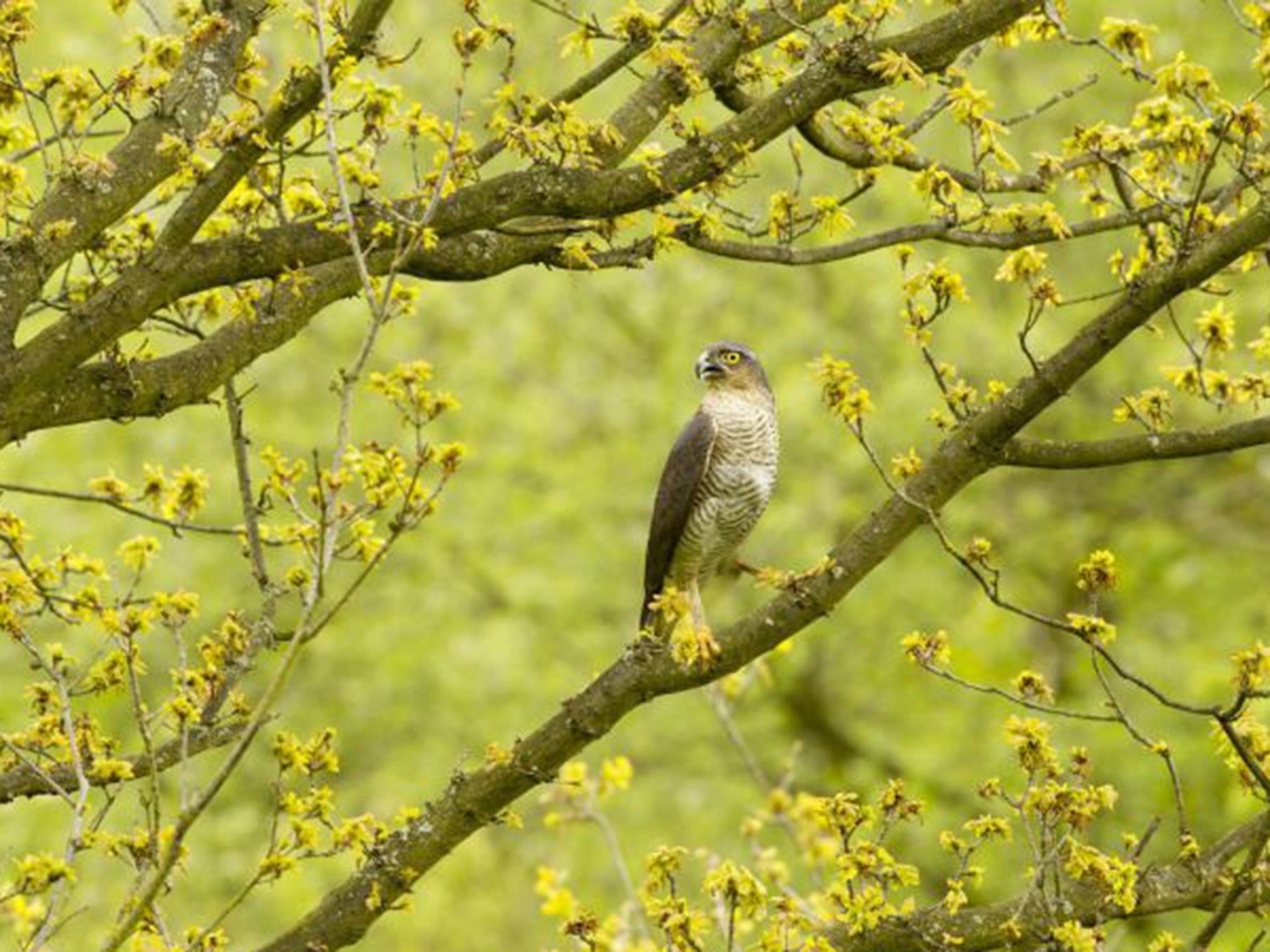 The RSPB has labelled the push to trap peregrine falcons and sparrow hawks, pictured, as flying in the face of conservation efforts