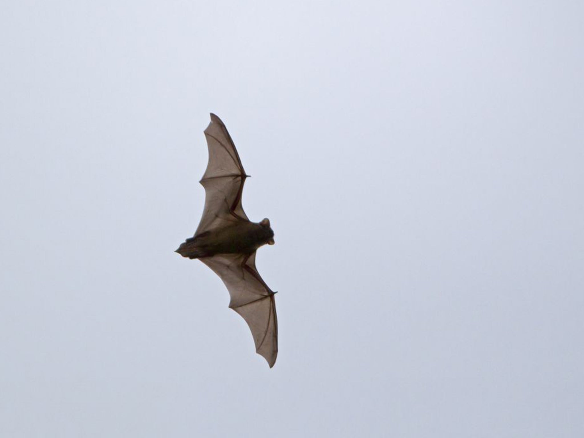 Bats detect and react to wind speed and direction through sensors on their wings