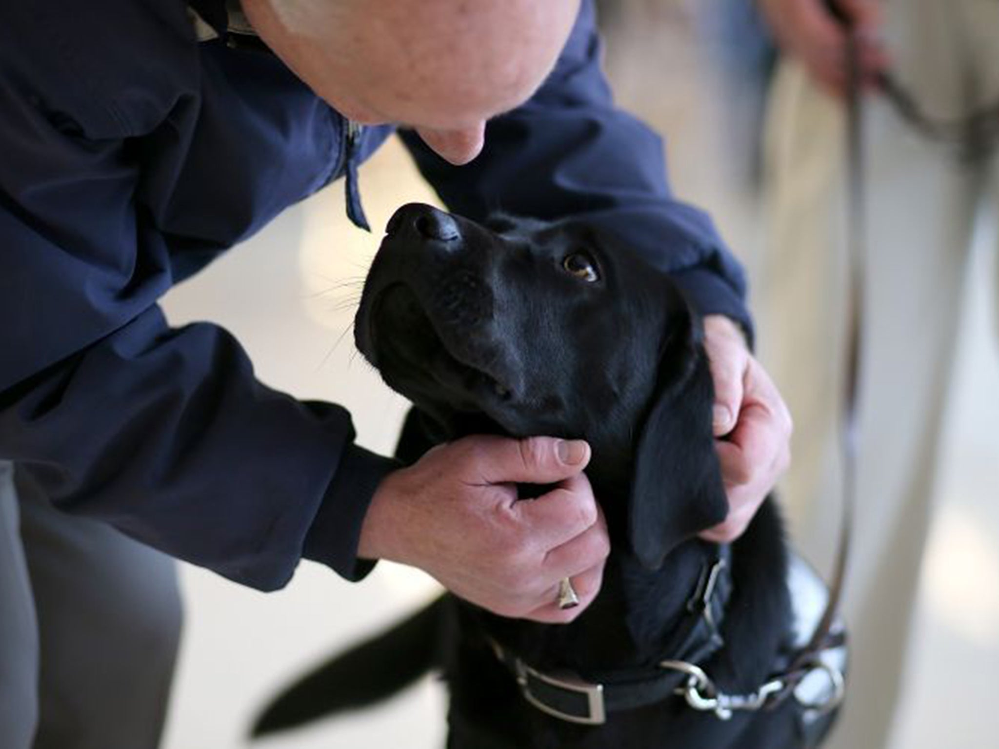 Around 2.4 million dogs out of an estimated population of nine million are covered by insurance