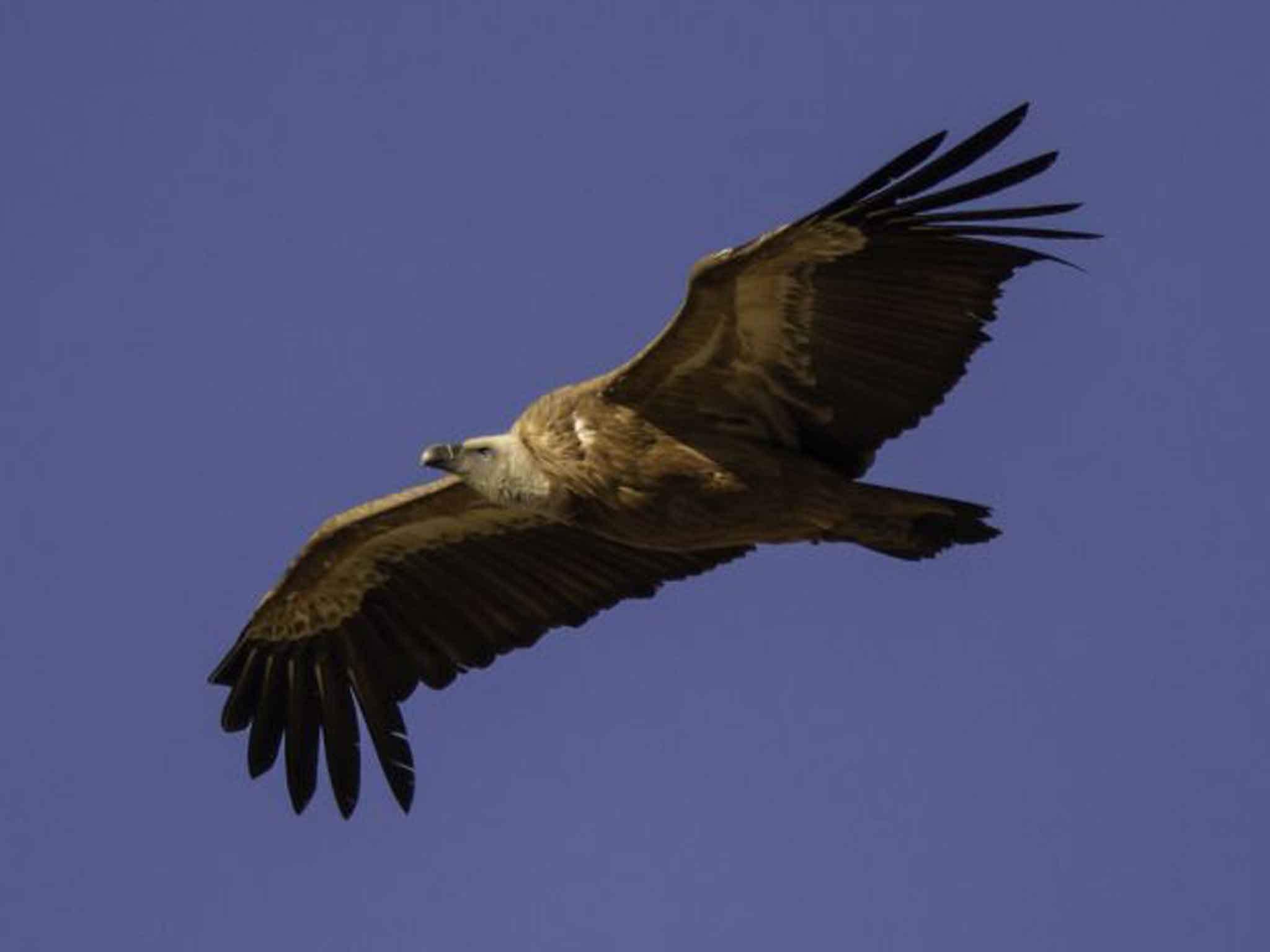 Griffon vultures might be spotted on a shore excursion in Crete (Getty)