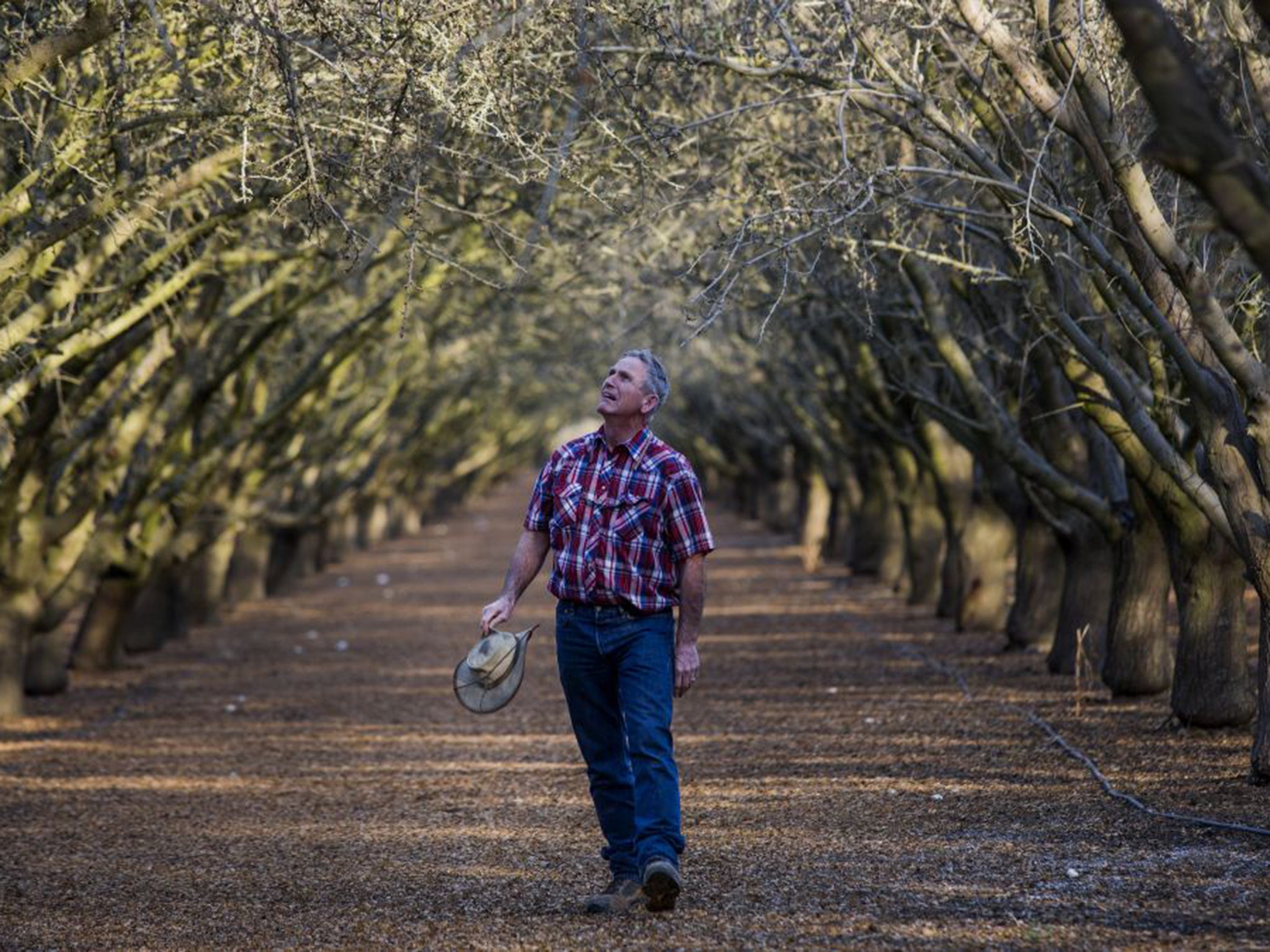 Bill Diedrich examines almond trees at his drought-hit farm in Firebaugh, California