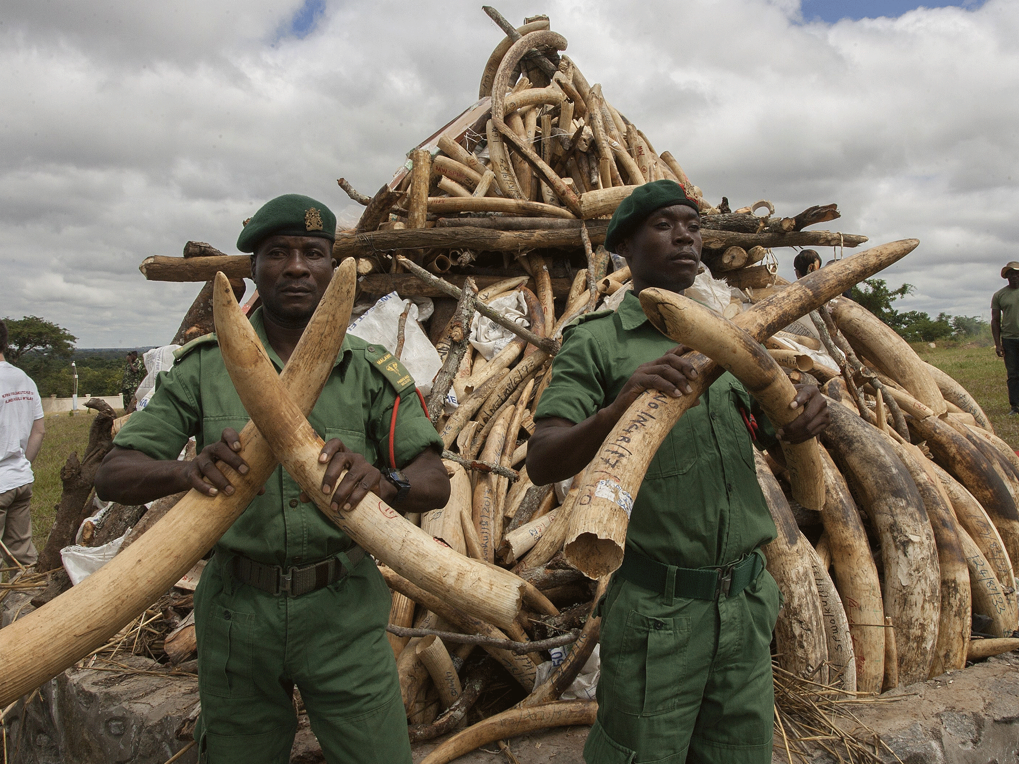 Staff from Malawi's Department of Parks and Wildlife stand in front of a pile of elephant ivory tusks in April 2015