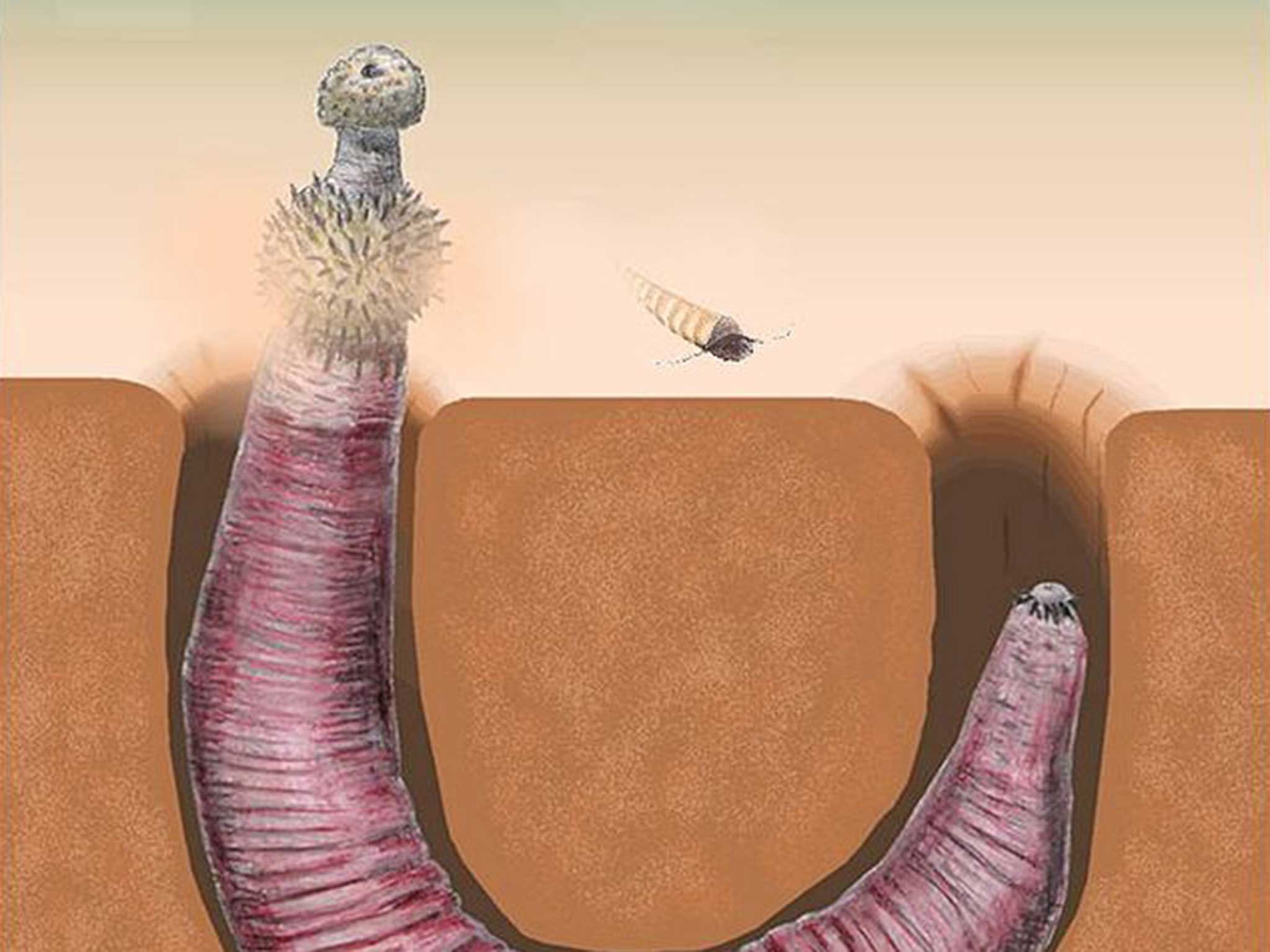 Illustration of Ottoia, a prehistoric priapulid, burrowing