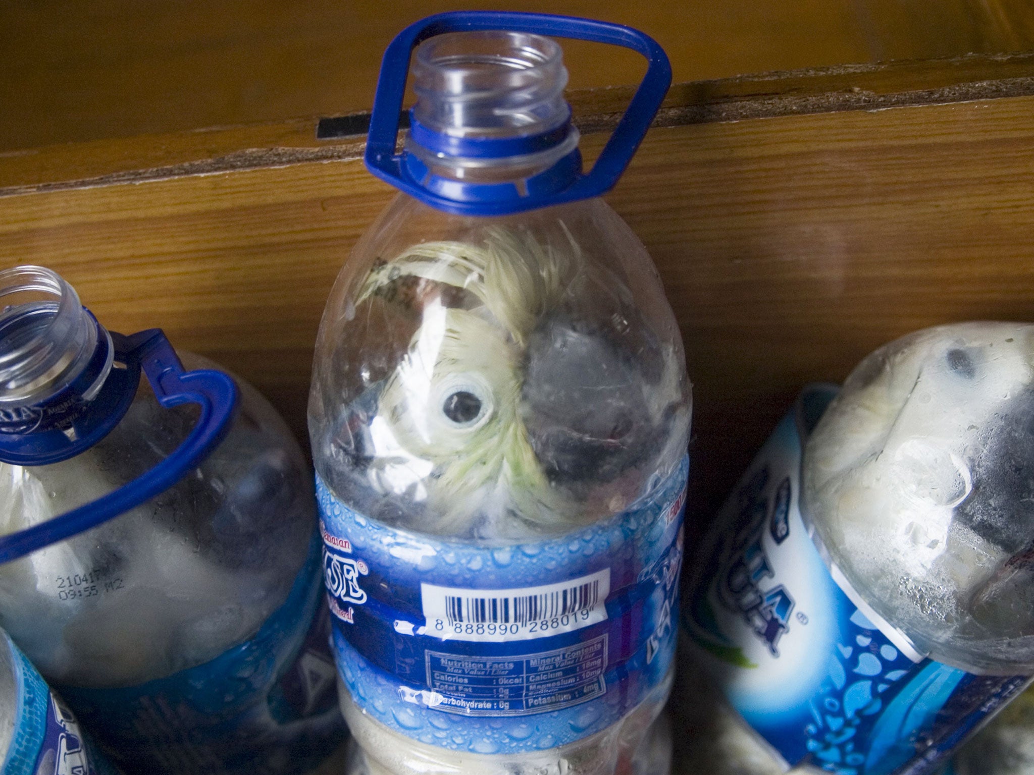 A policeman holds a water bottle with a yellow-crested cockatoo put inside for illegal trade, at the customs office of Tanjung Perak port in Surabaya, East Java province, Indonesia