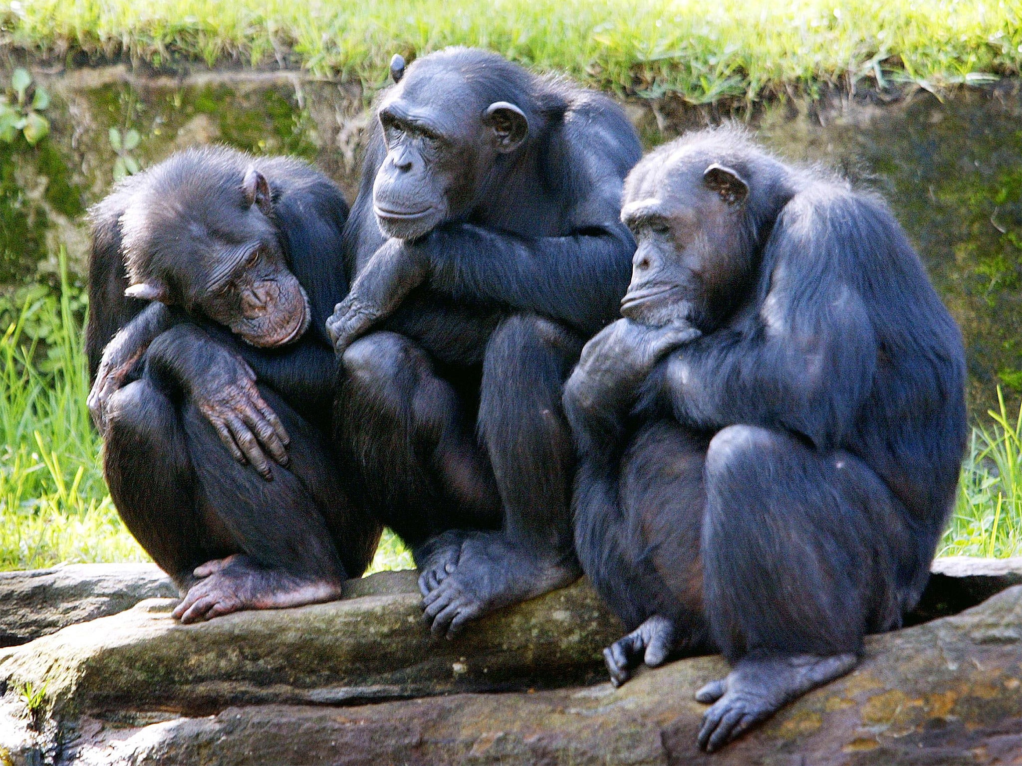 Ballot monkeys: chimpanzees need friends in order to become leaders