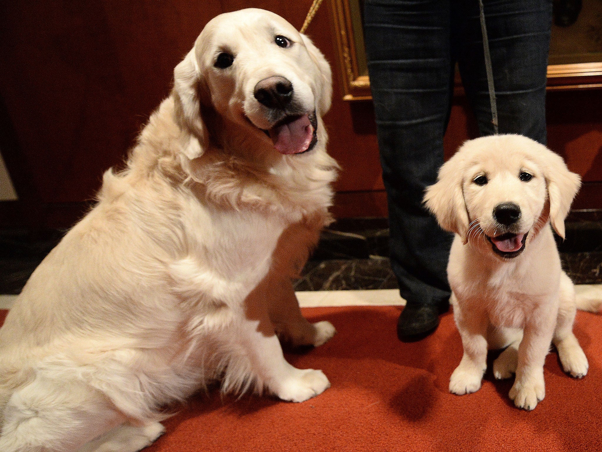 Golden retrievers