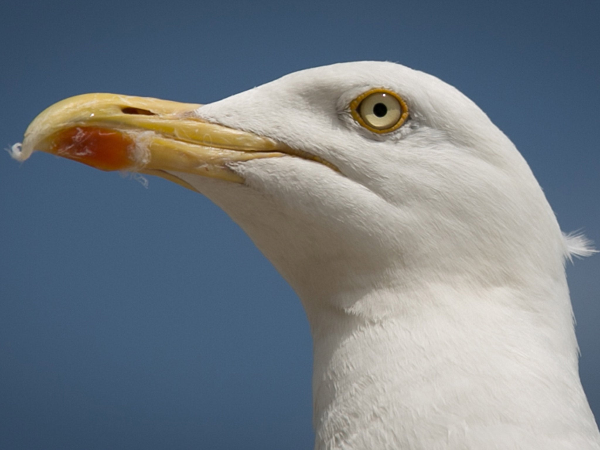 Seagulls 'will eat anything,' an RSPB spokesman said (Getty)