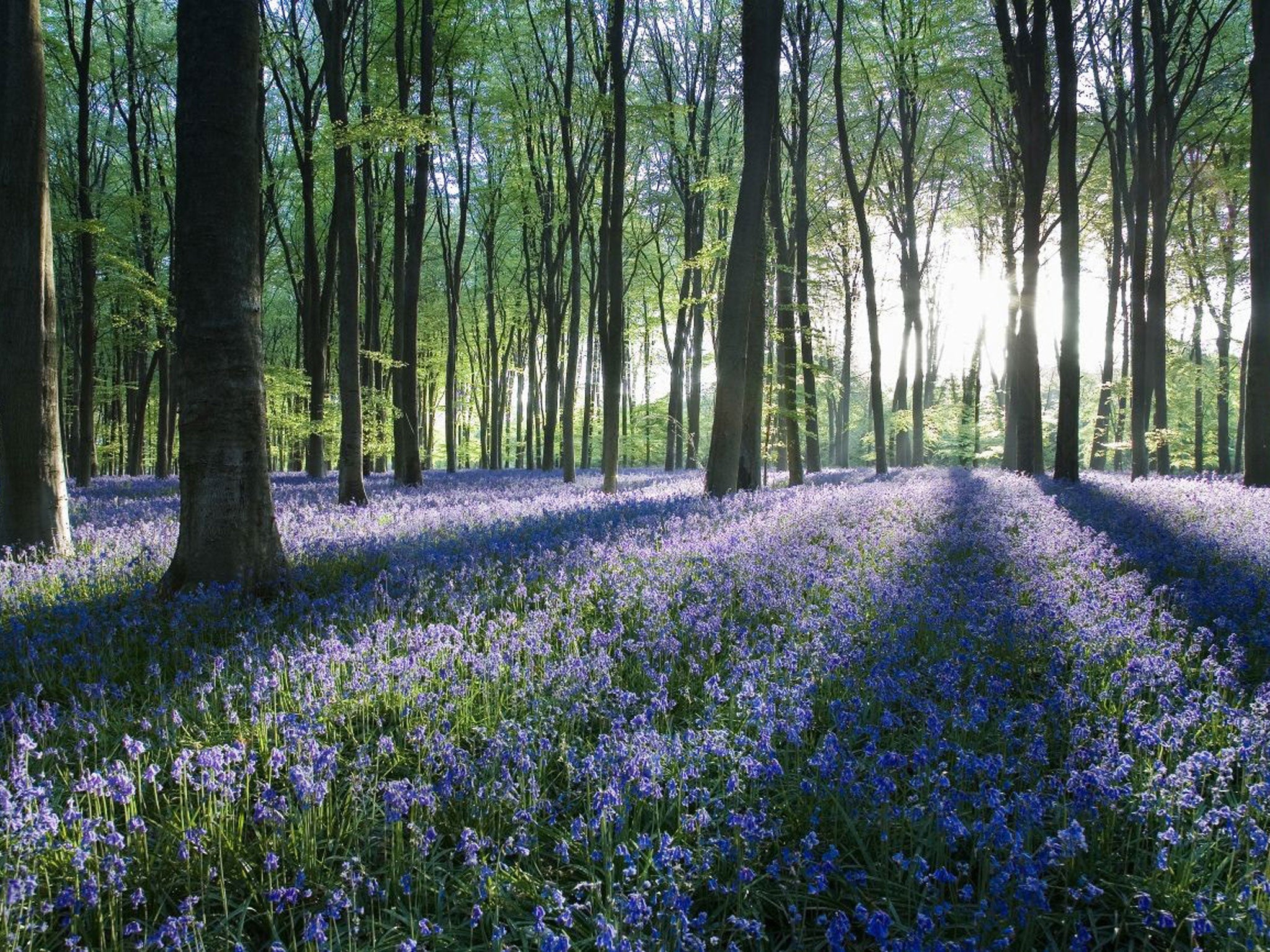 Green and pleasant land: Michael McCarthy treats nature as both a solace and a marvel