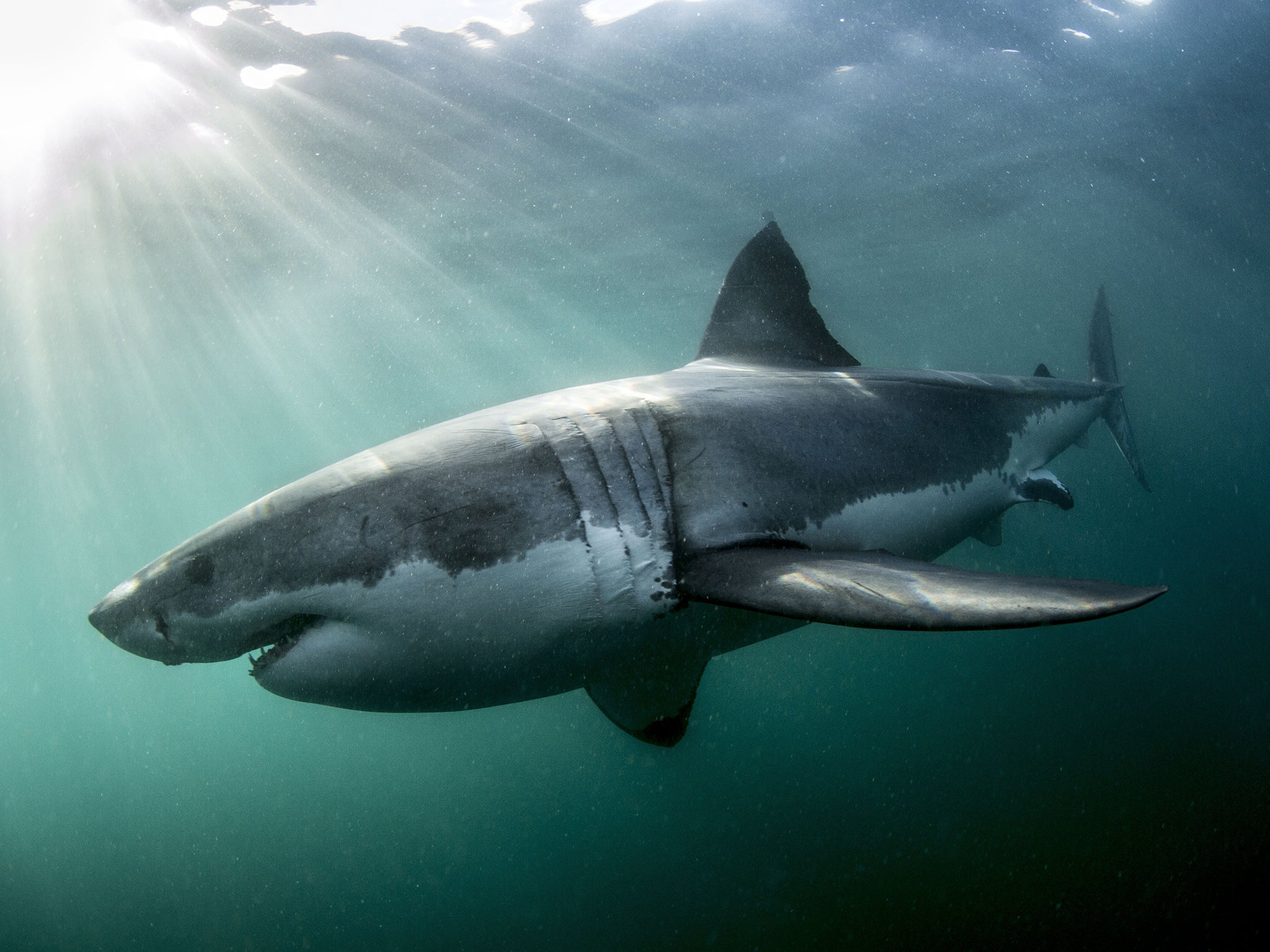 A programme with bite: ‘Shark’ was a credit to the BBC’s nature department