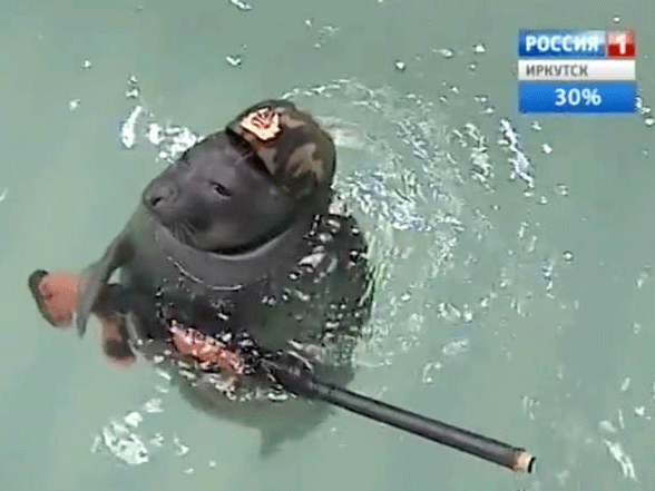 A seal, outfitted with a Soviet military hat and rifle, plays its part in Russia's commemoration of World War Two.