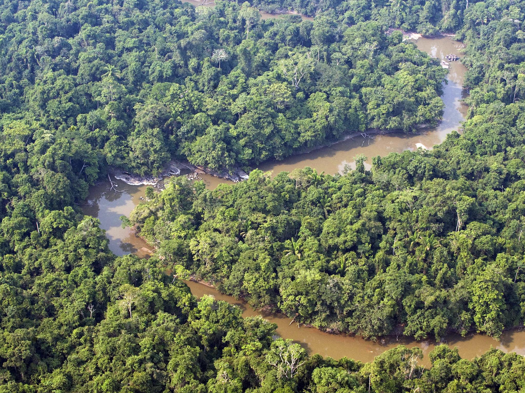 Plants and animals in the Amazon rainforest could suffer huge losses as a result of climate change