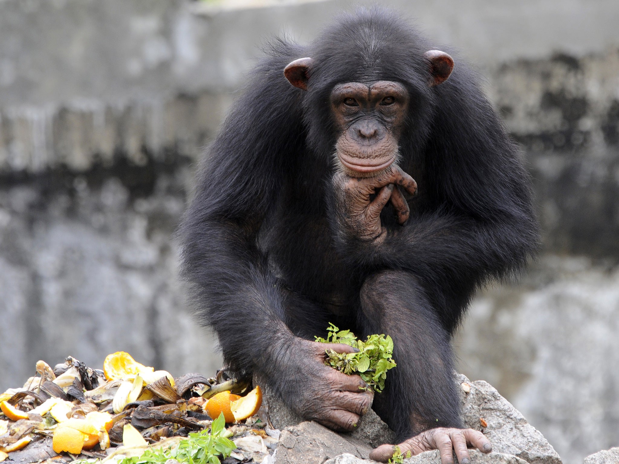 The case involves two chimps being held at a university