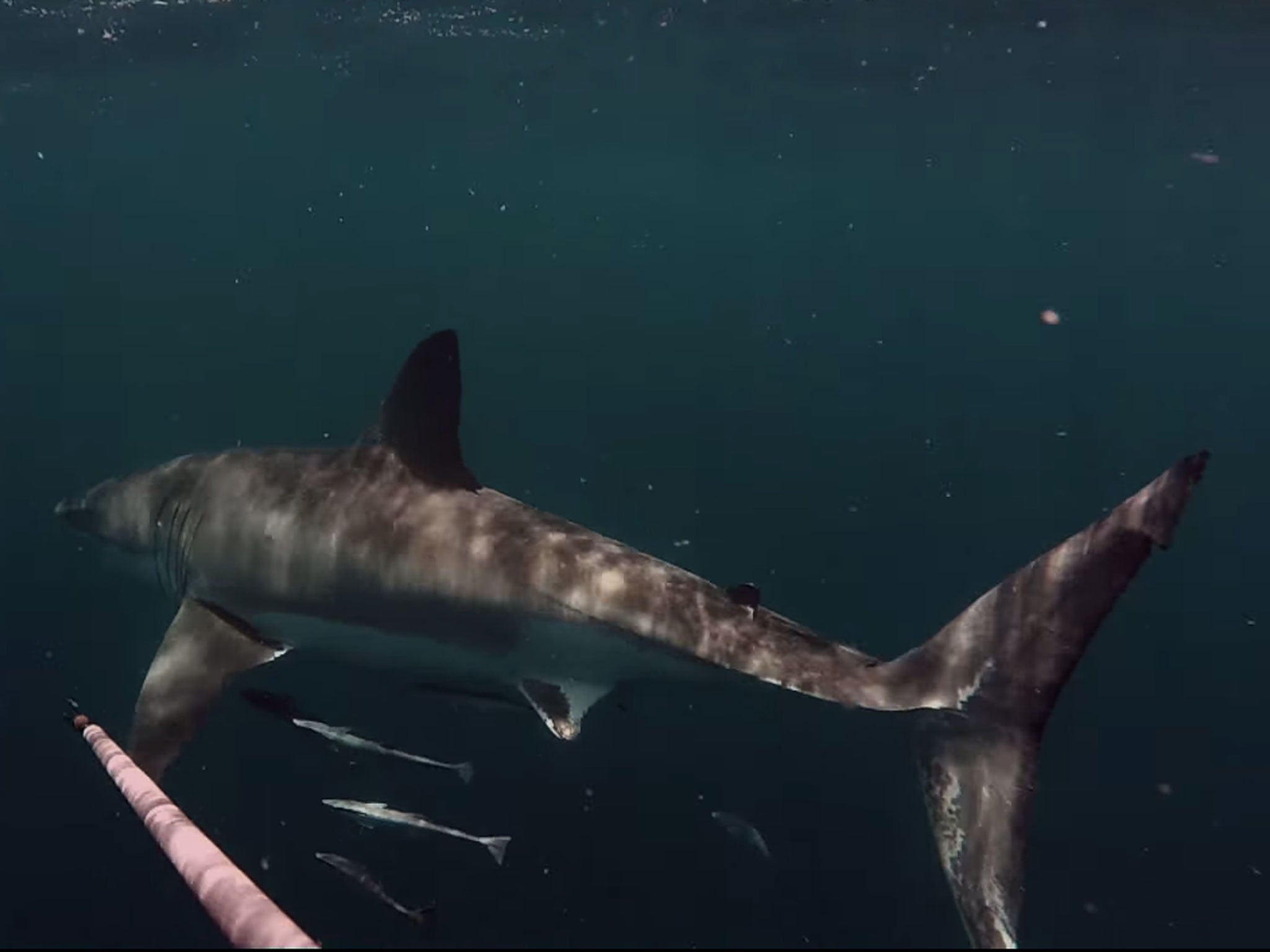 A fisherman spots a shark off the coast of Florida