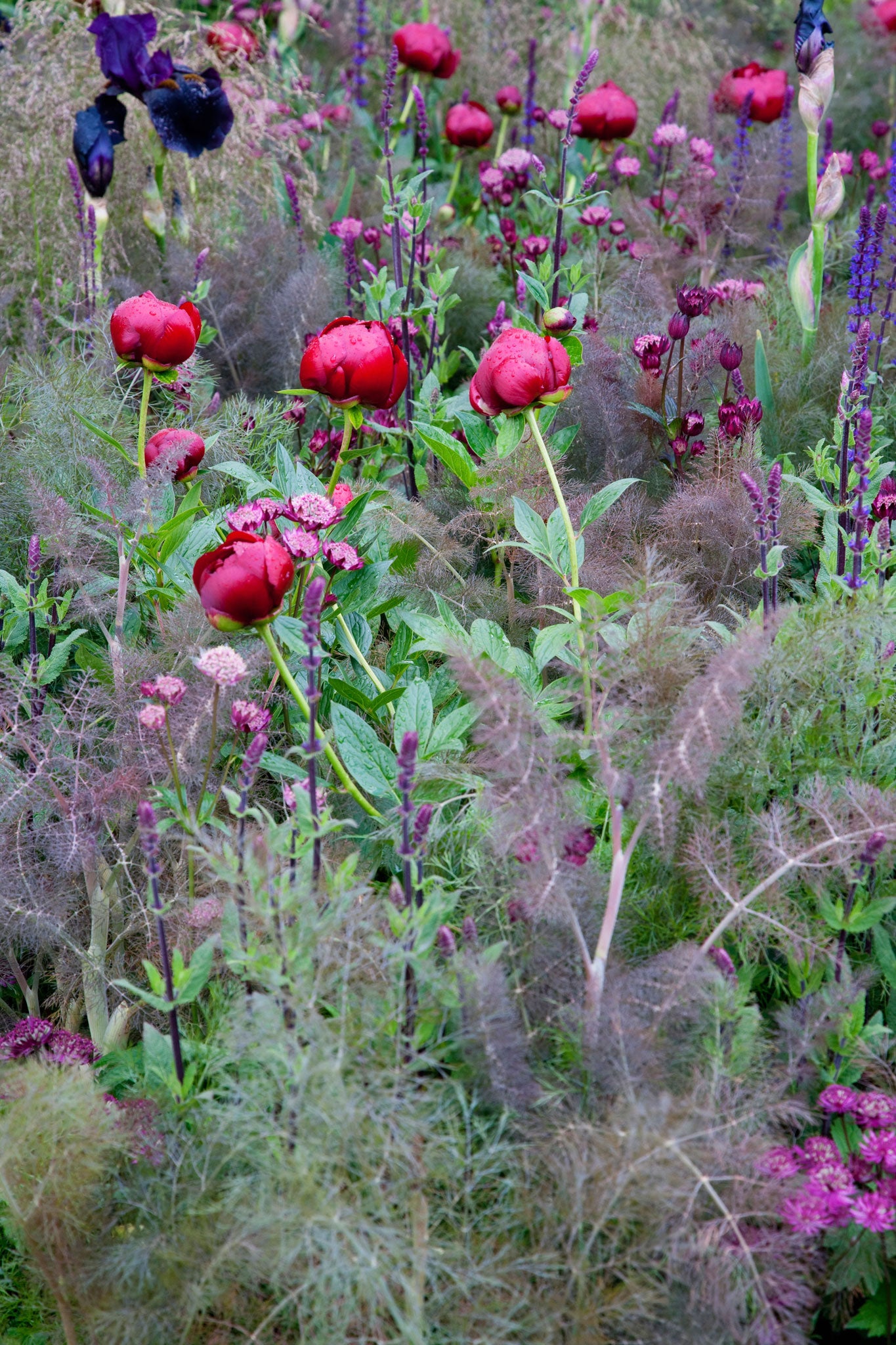 Peonies offer a riot of colour and variety, and thrive in open, sunny locations