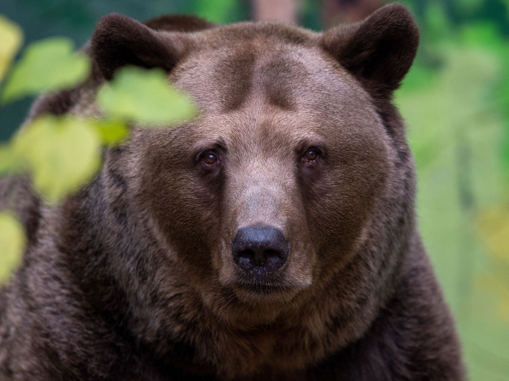 Brown bears are reasonably common in the forests of Russia's far east