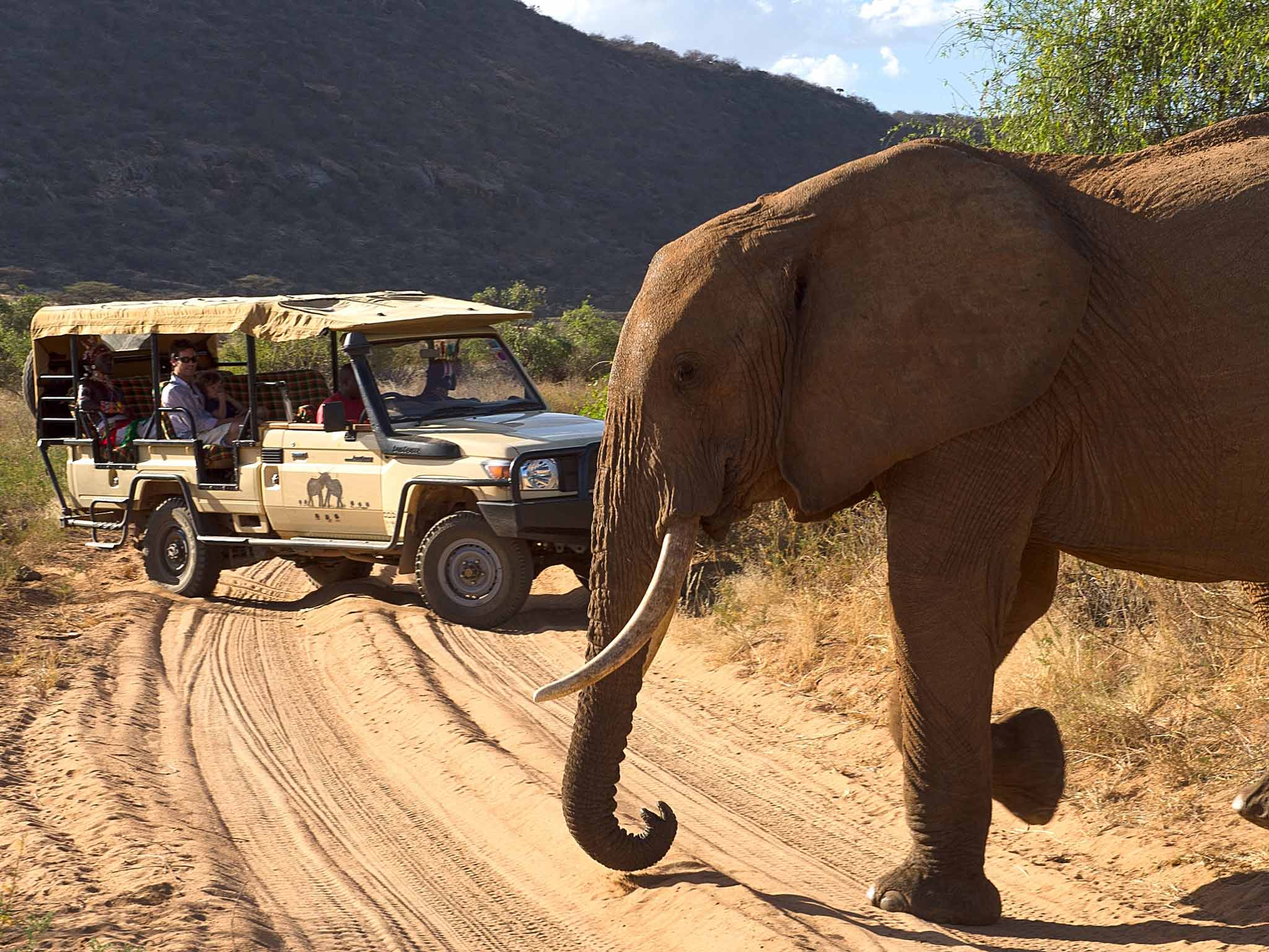 Heavy traffic warning: take part in research on a wildlife tour