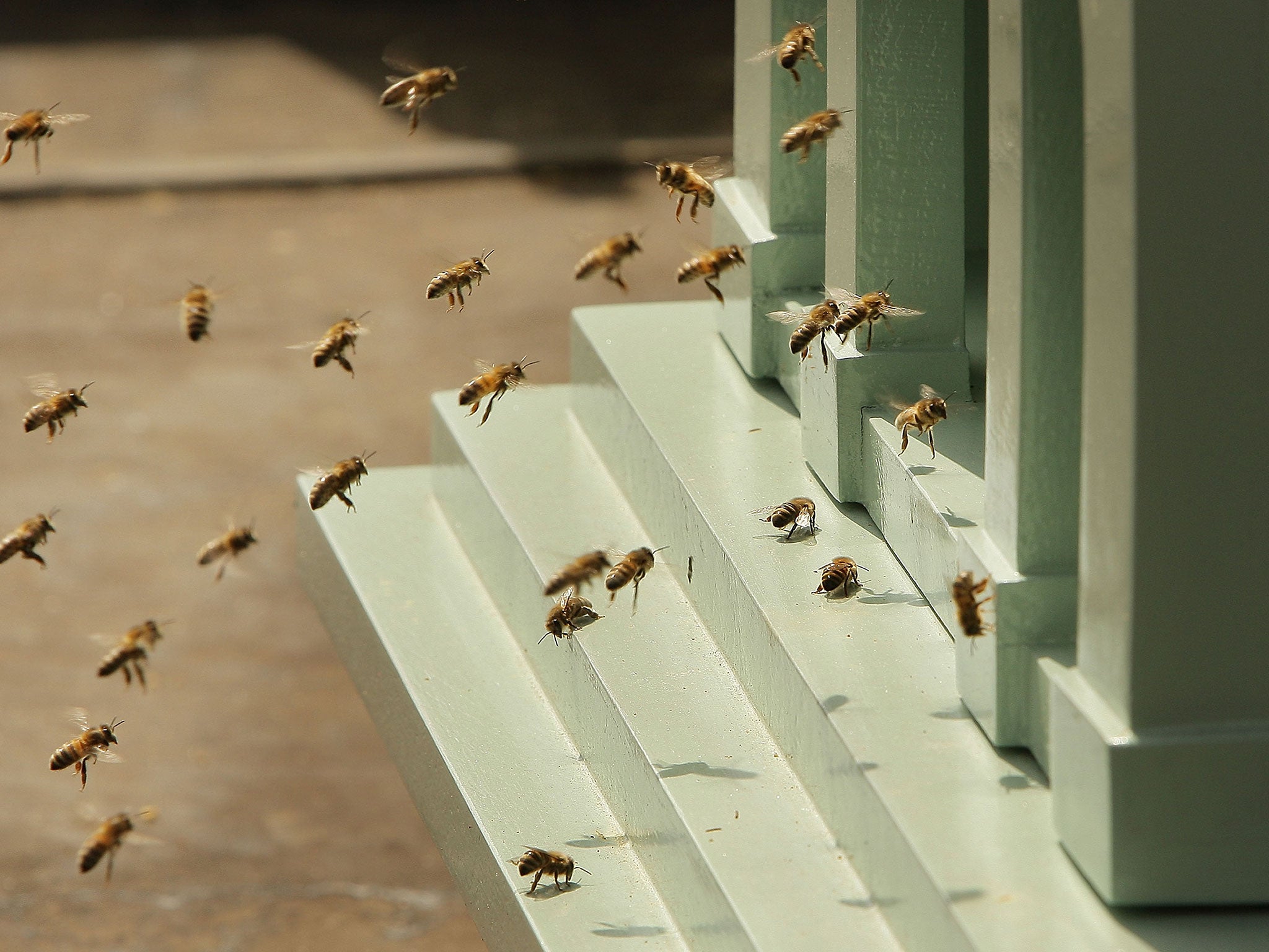 Swarms occur when colonies outgrow there beehives