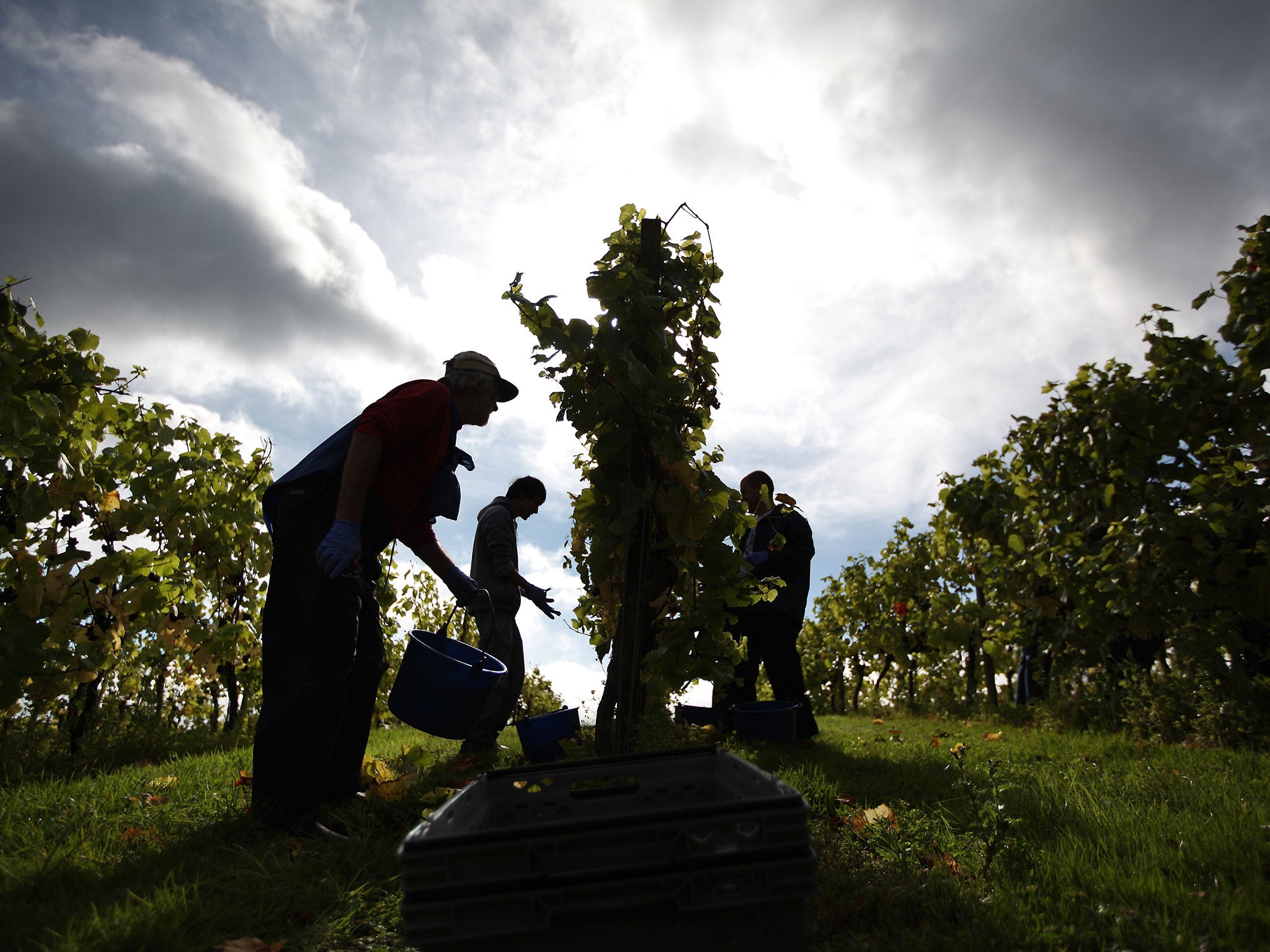 &#13;
It is Mr Cameron’s intention to make non-British workers, such as these fruit-pickers in Surrey, wait four years before claiming in-work credits &#13;