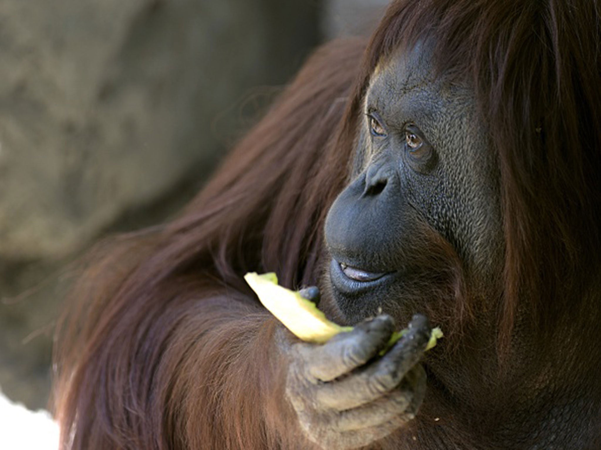 Sandra, the 29-year-old orangutan, is pictured at Buenos Aires' zoo