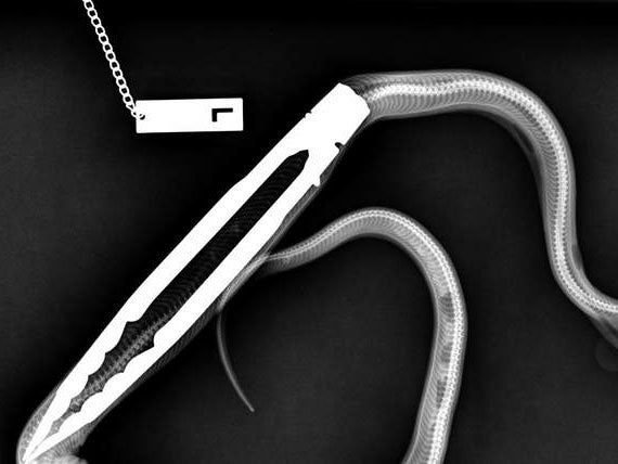 Python swallows tongs