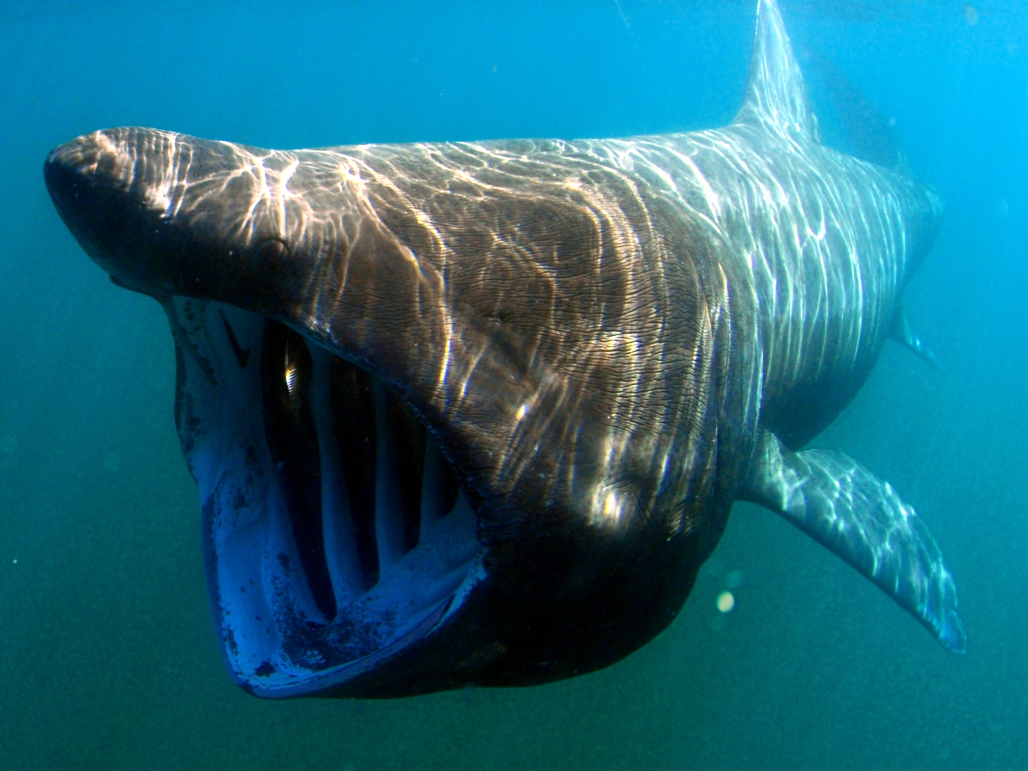 The project aims to discover valuable information about the behaviour of these huge but elusive sharks – such as their diving habits, where they feed and their migration patterns