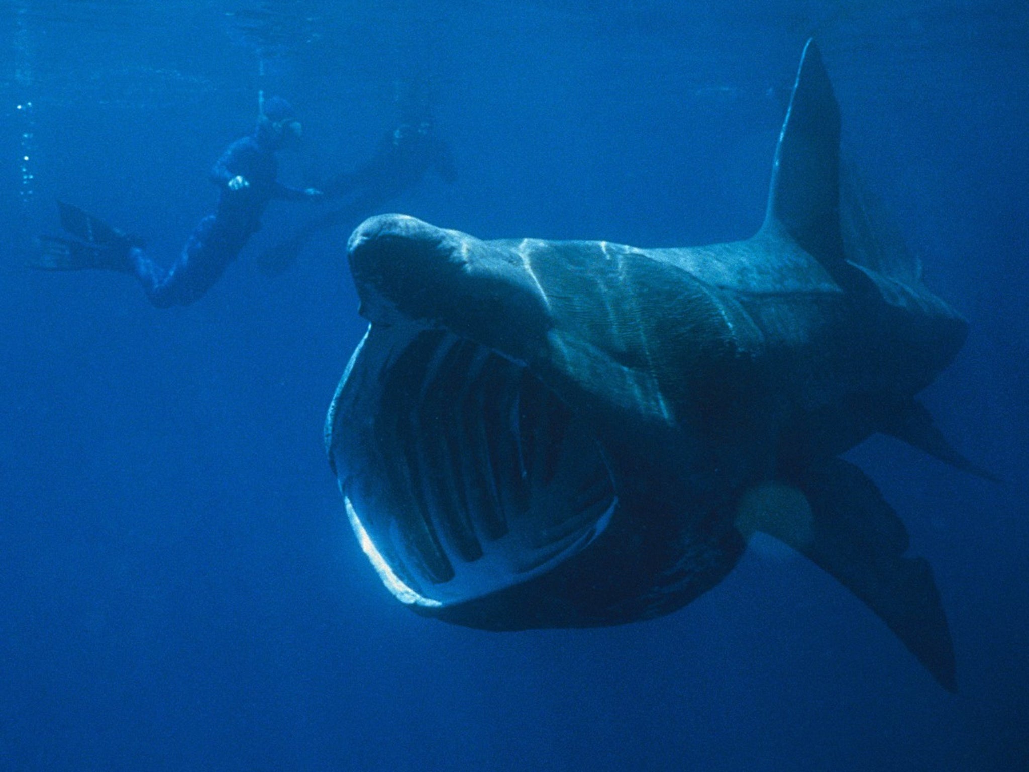 Despite their enormous size, basking sharks are considered an endangered species after years of hunting took their toll