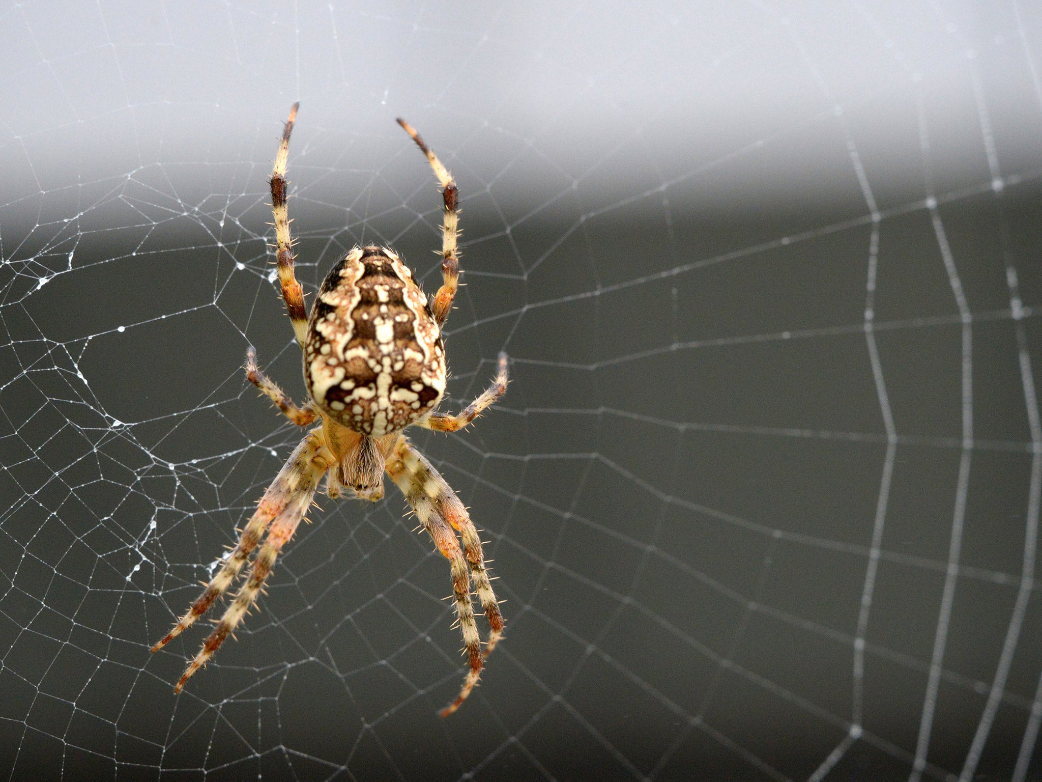 Orb-web spider's feats of engineering (Getty)