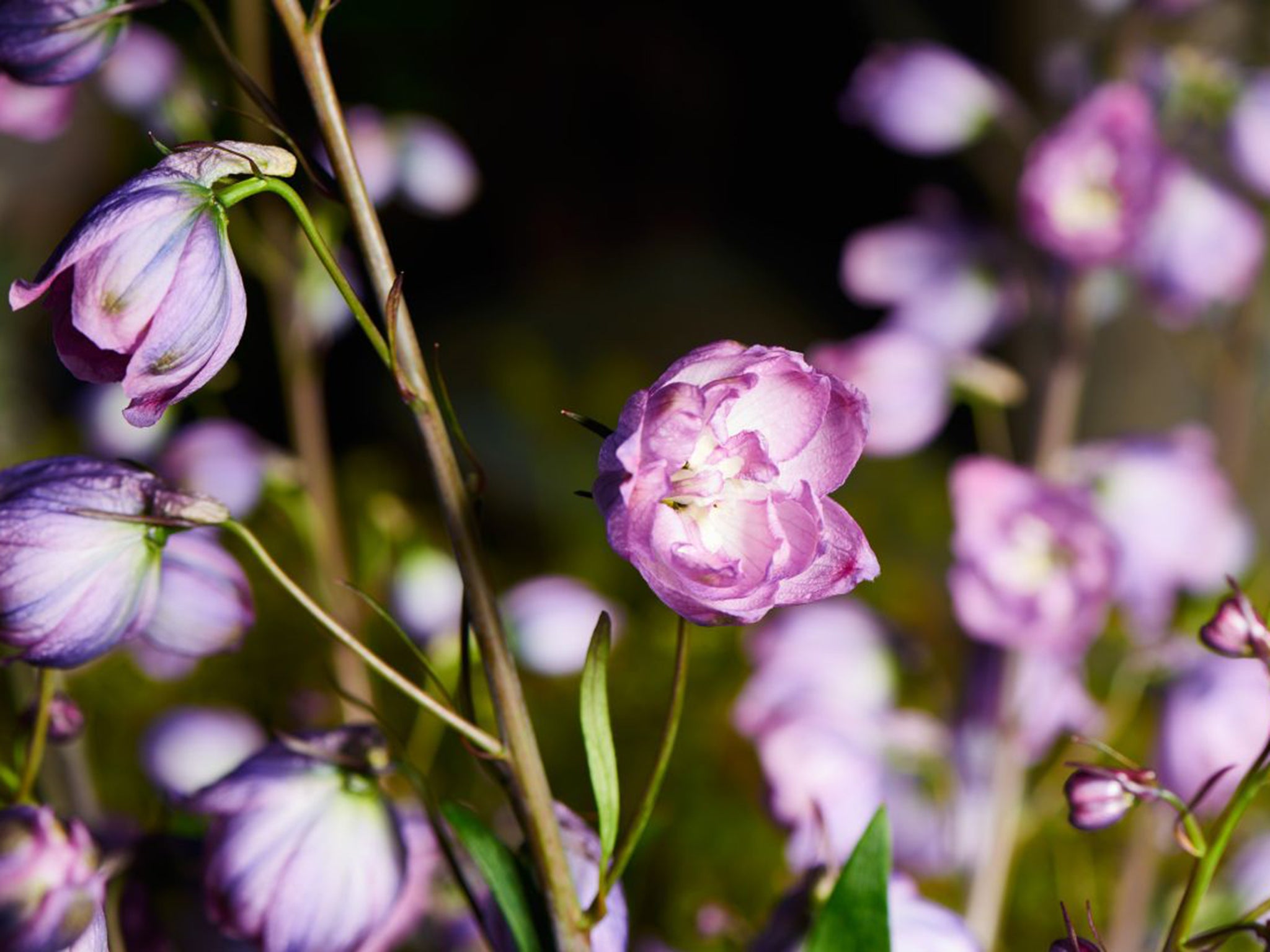 Delphiniums are carried on long, elegant stems, and colours range from rich, deep blue to hot pinks and pure white