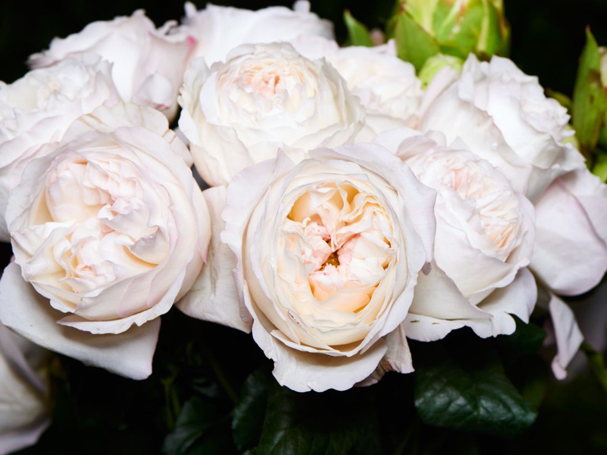 Garden roses are romantic, blowsy flowers with delicious, evocative scents