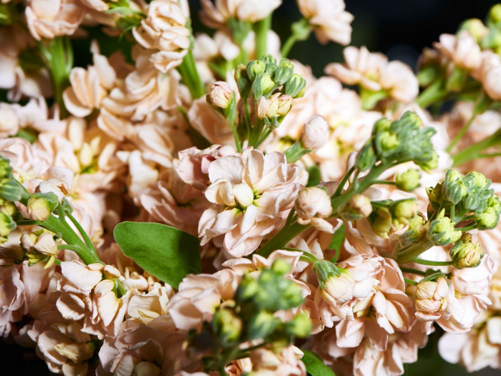 Stocks are one of the most widely grown British cut flowers; they have a strong, spicy, sweet clove scent that can fill a room