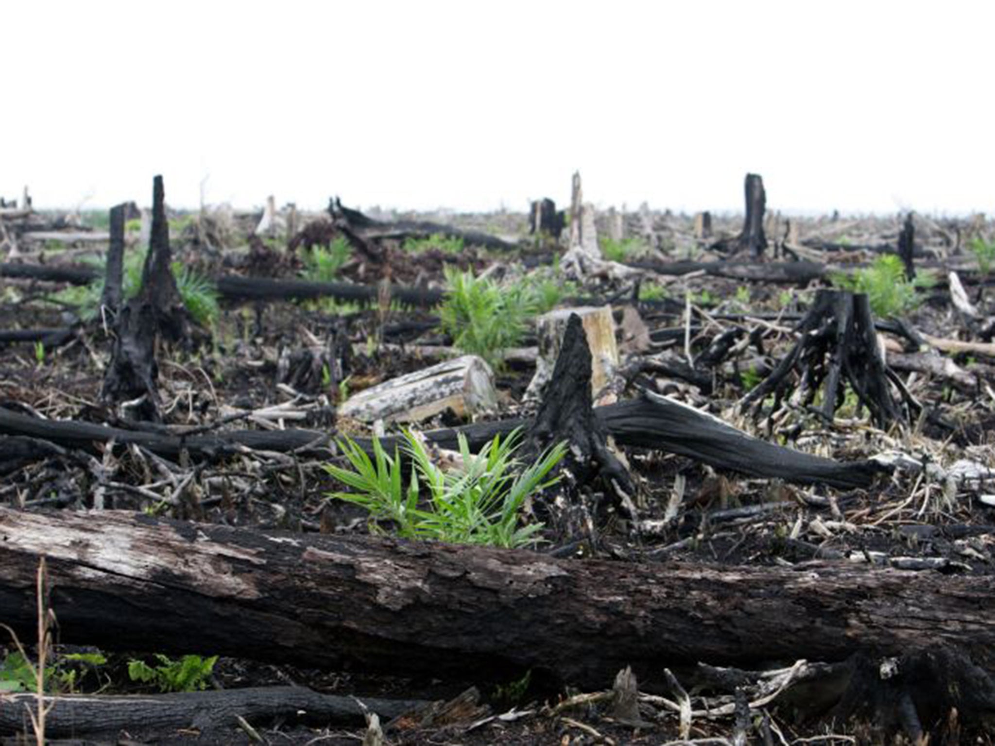 The researchers claim that draining peatland to make way for palm oil plantations produces annual carbon emissions equivalent to those emitted by 830,000 cars Getty