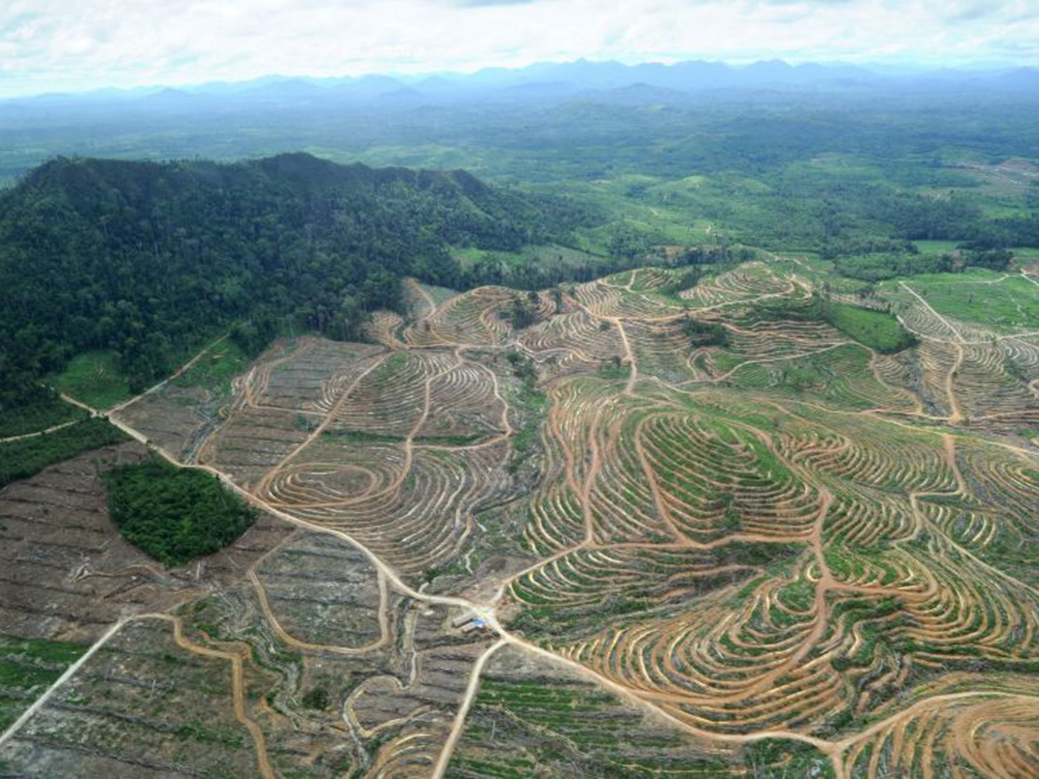 While AAL’s rainforest clearance is legal, campaigners say its sustainability practices fall short of the Palm Oil Pledge to which its rivals adhere