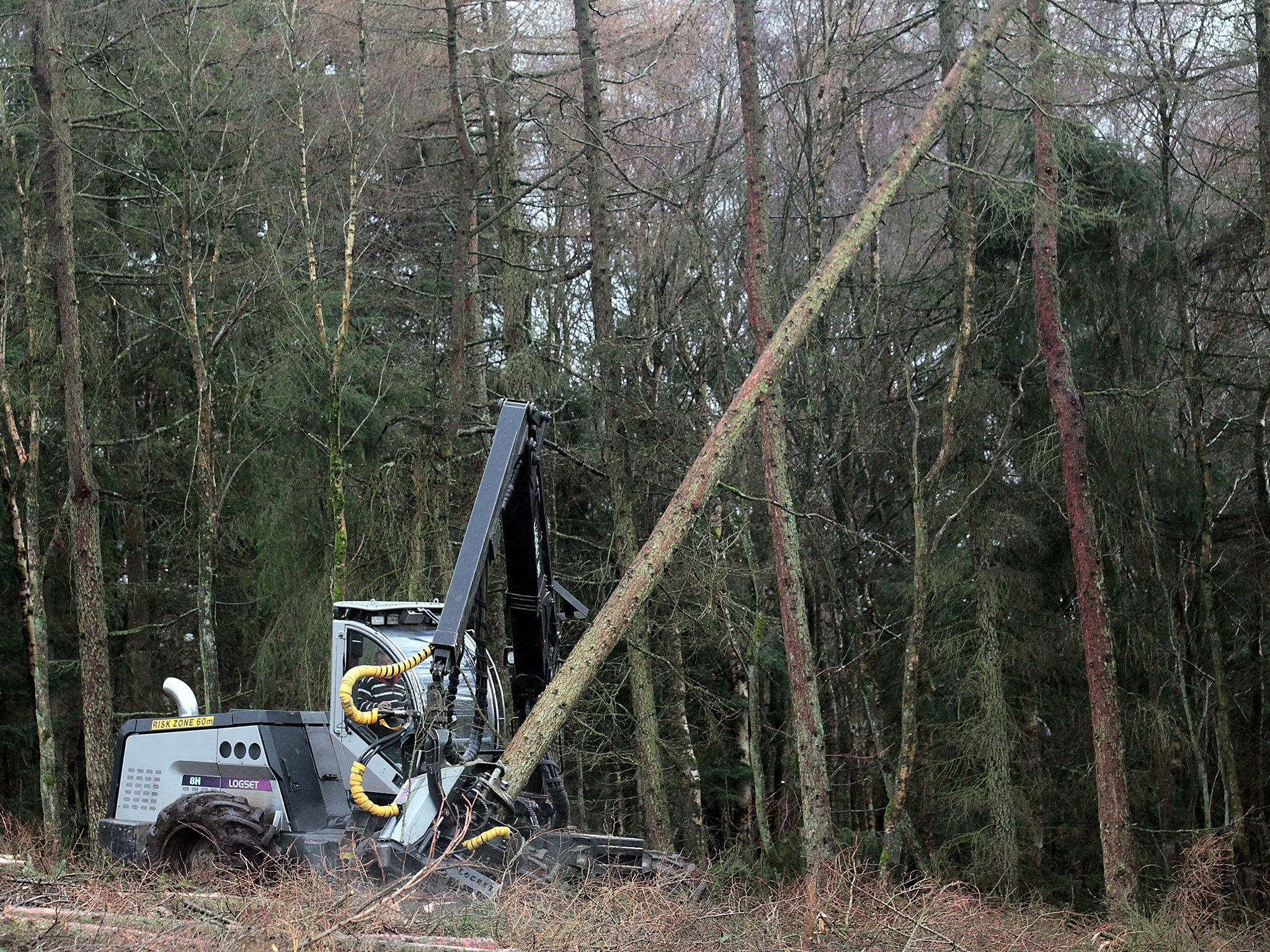 More than six million larch trees are to be cut down in Wales to try to halt the spread of a deadly disease