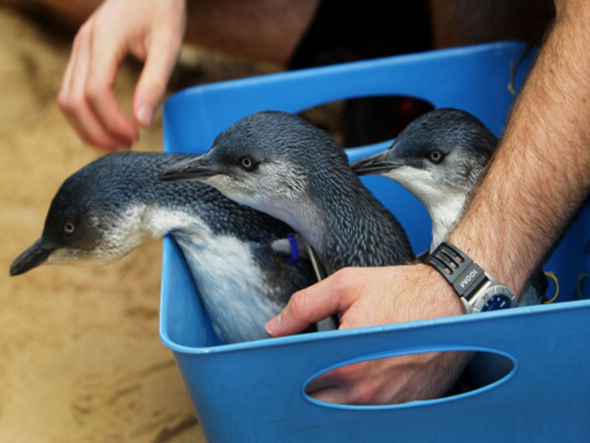 Baby penguins