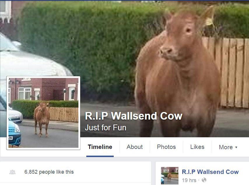 A Facebook page for 'Bessie' has almost 7,000 likes