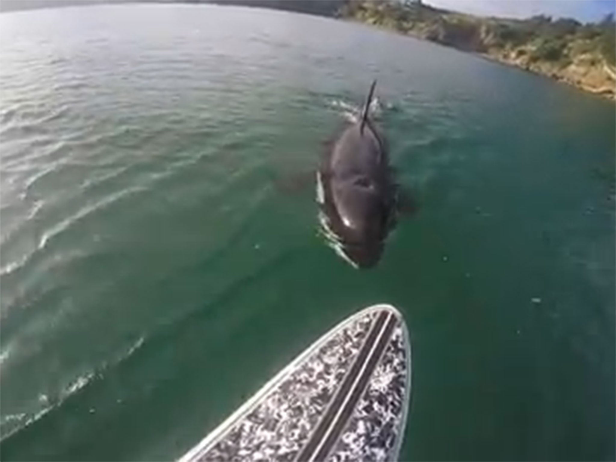 Luke Reilly came face-to-face with the orca off the coast of New Zealand's North Island