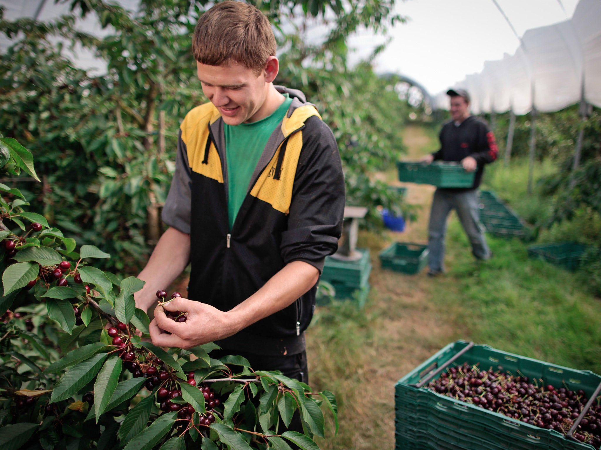 Captured by the data: Eastern Europeans who came to Britain legally pick cherries at a farm in Kent