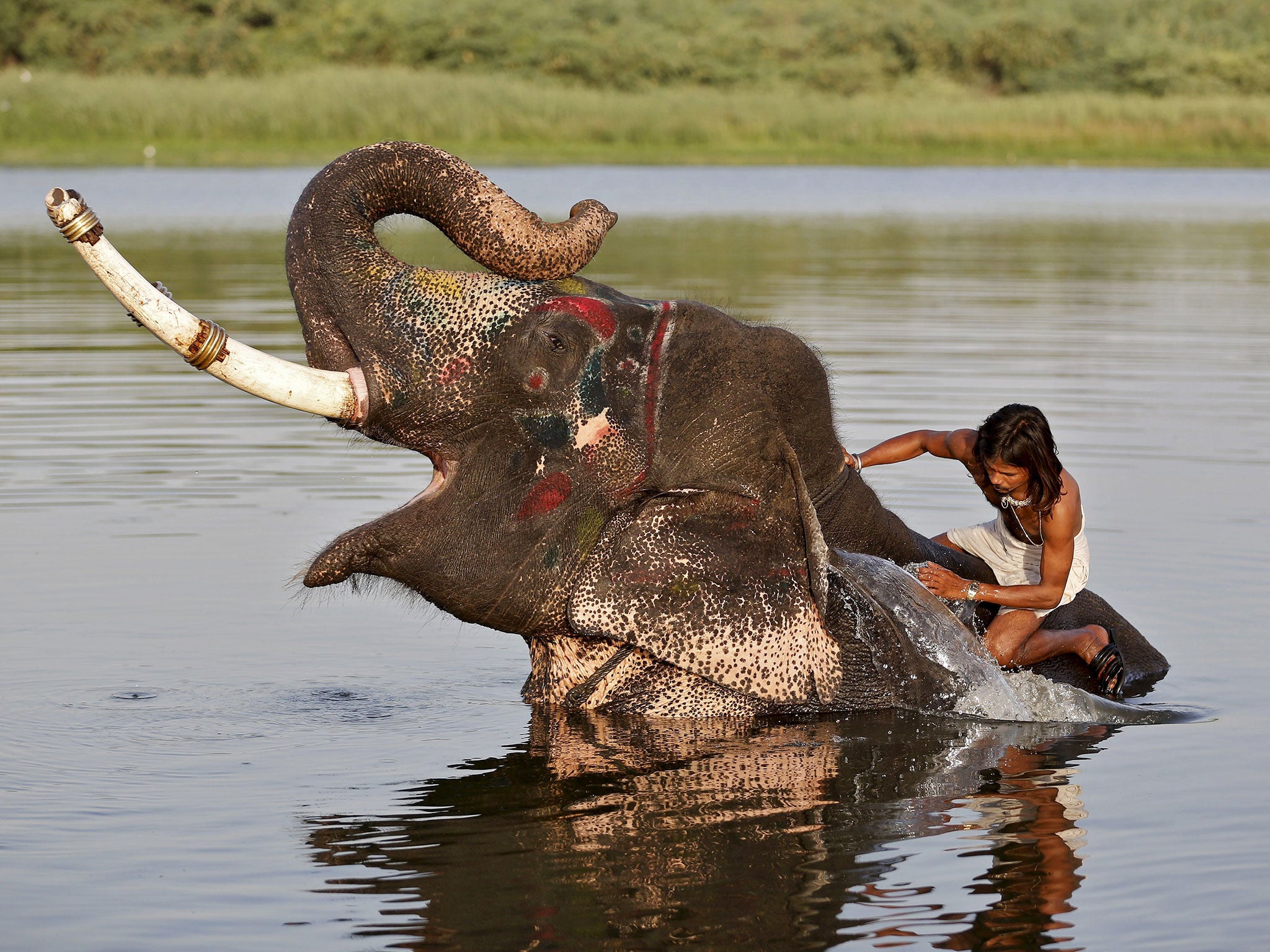 A mahout splashes water on his elephant in the river Sabarmati on a hot summer day in Ahmedabad, India